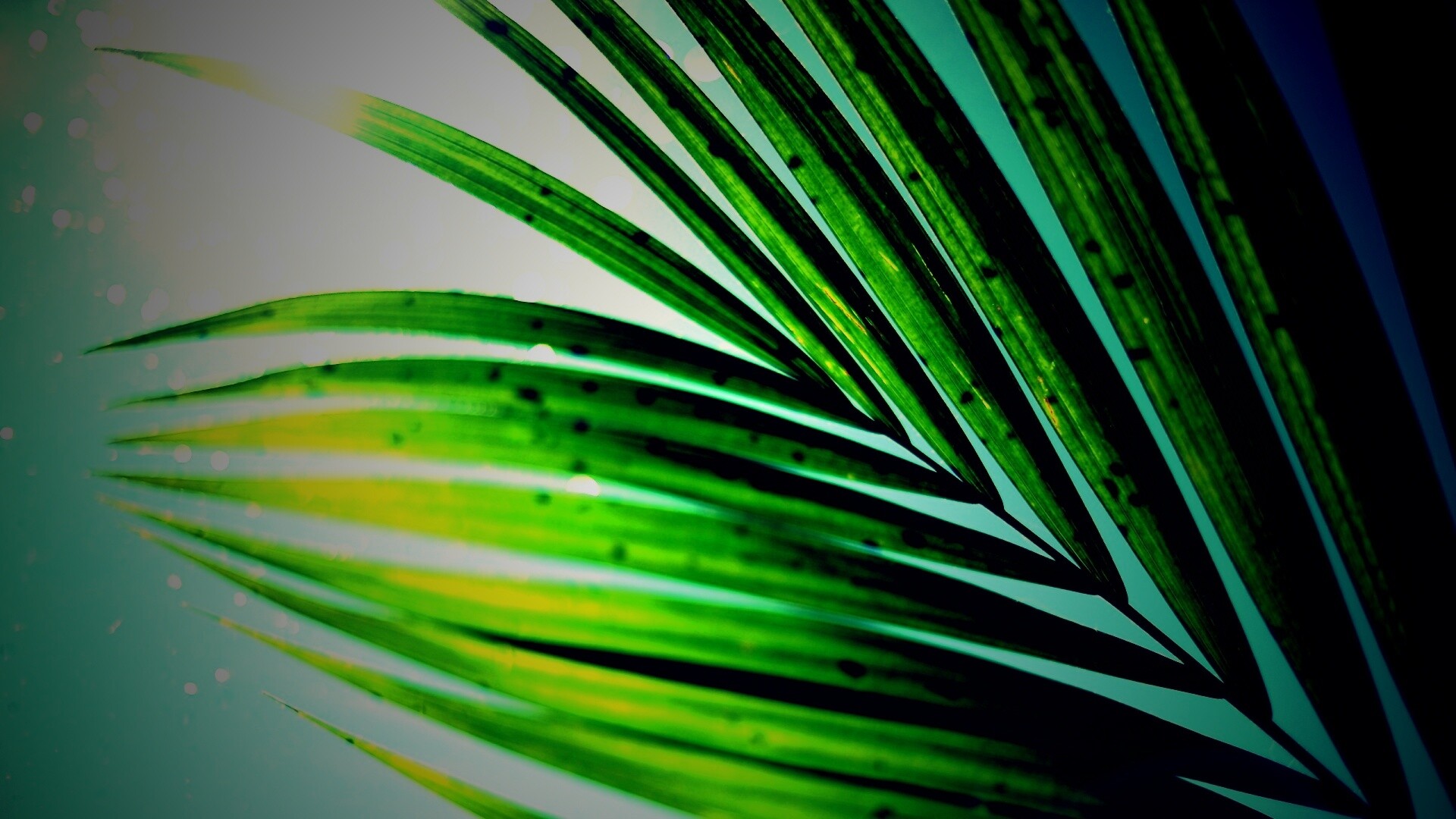 Солнце просвечивает сквозь пальмовый лист обои