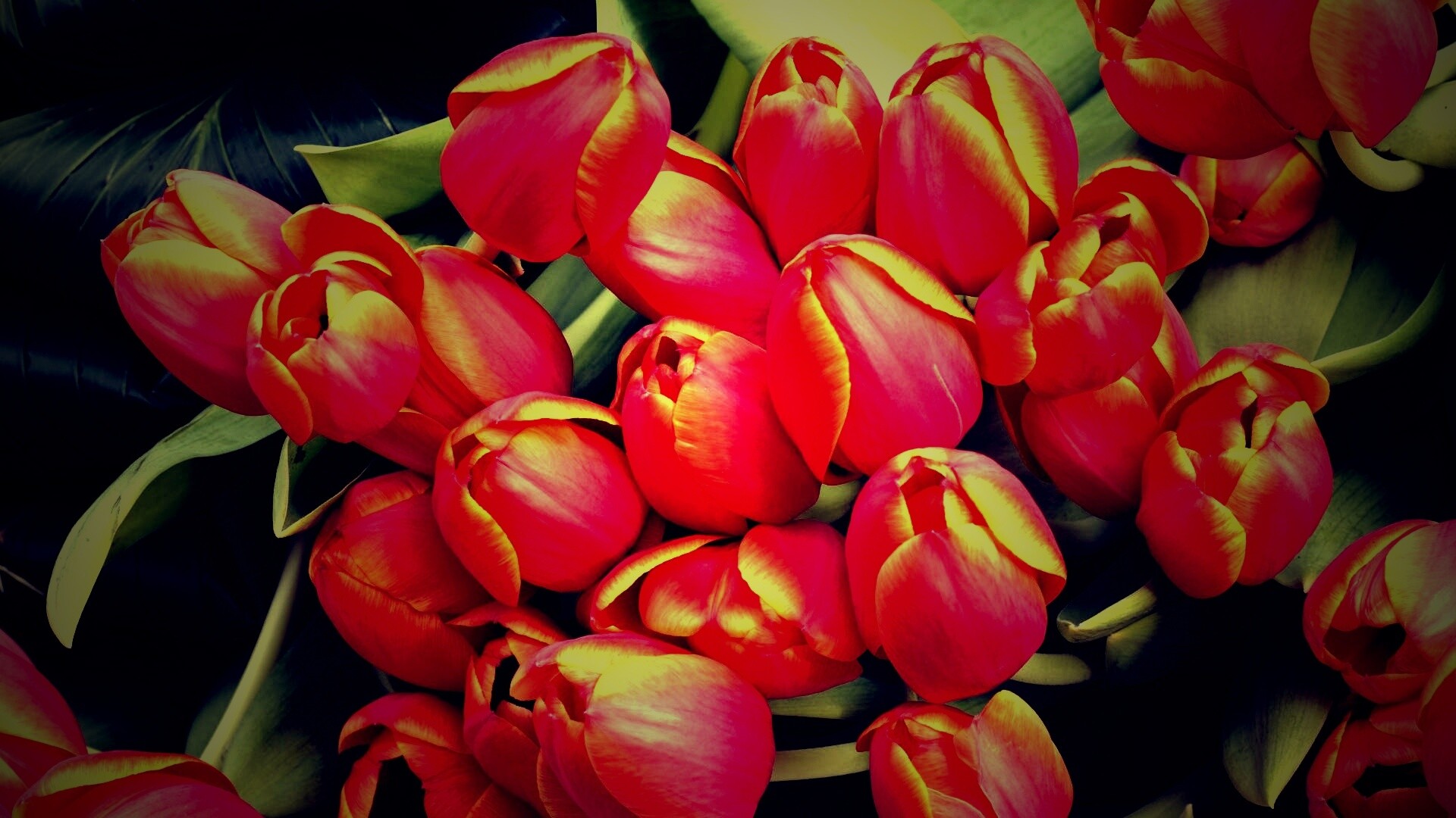 Букет красных тюльпанов обои
