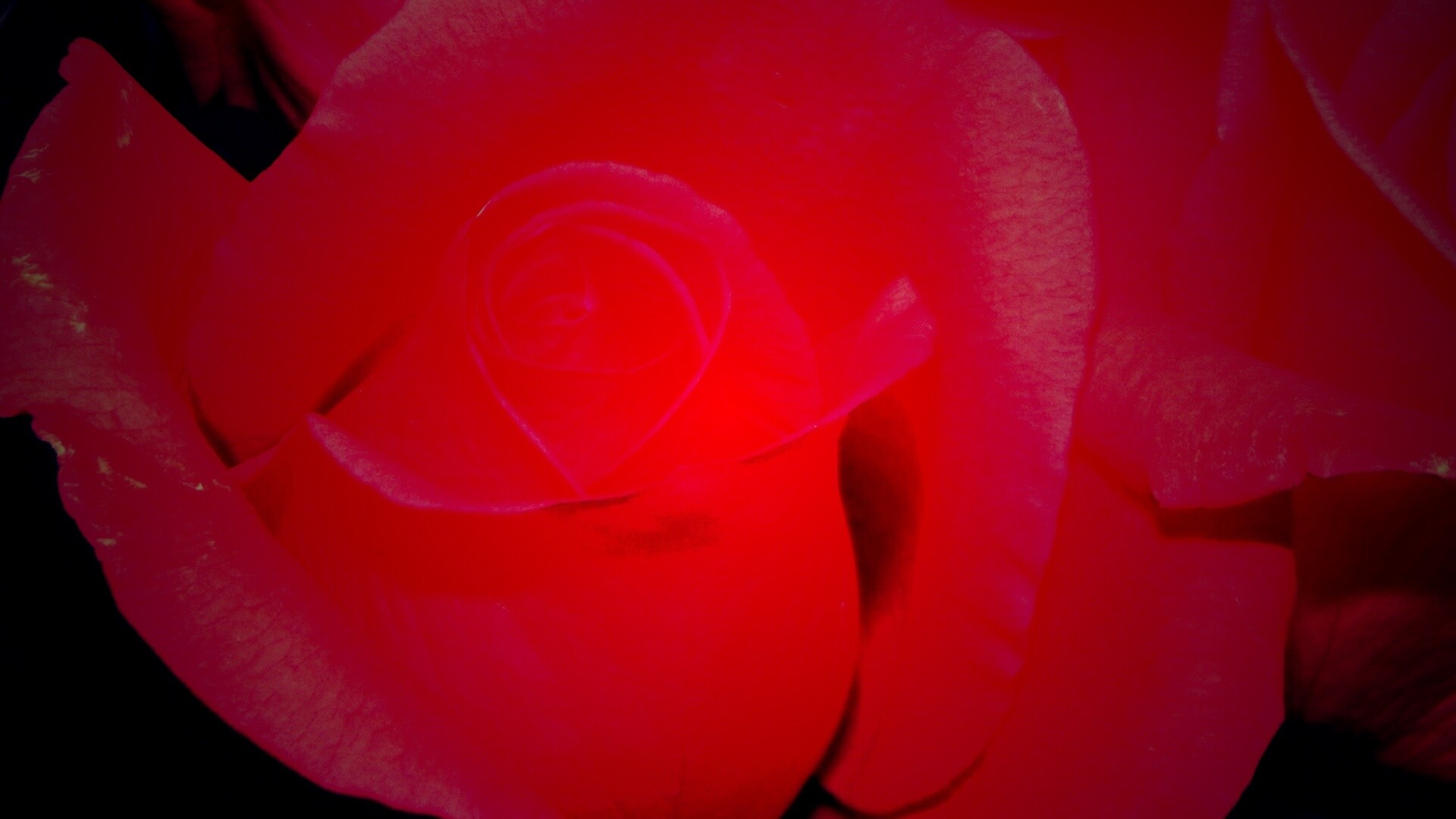 Бутон розы обои