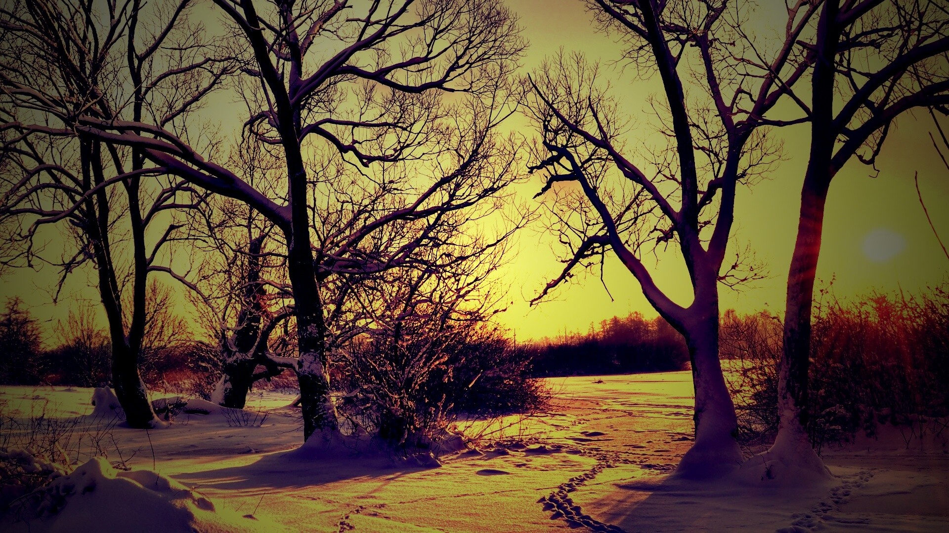 Солнечный свет в зимнем лесу обои