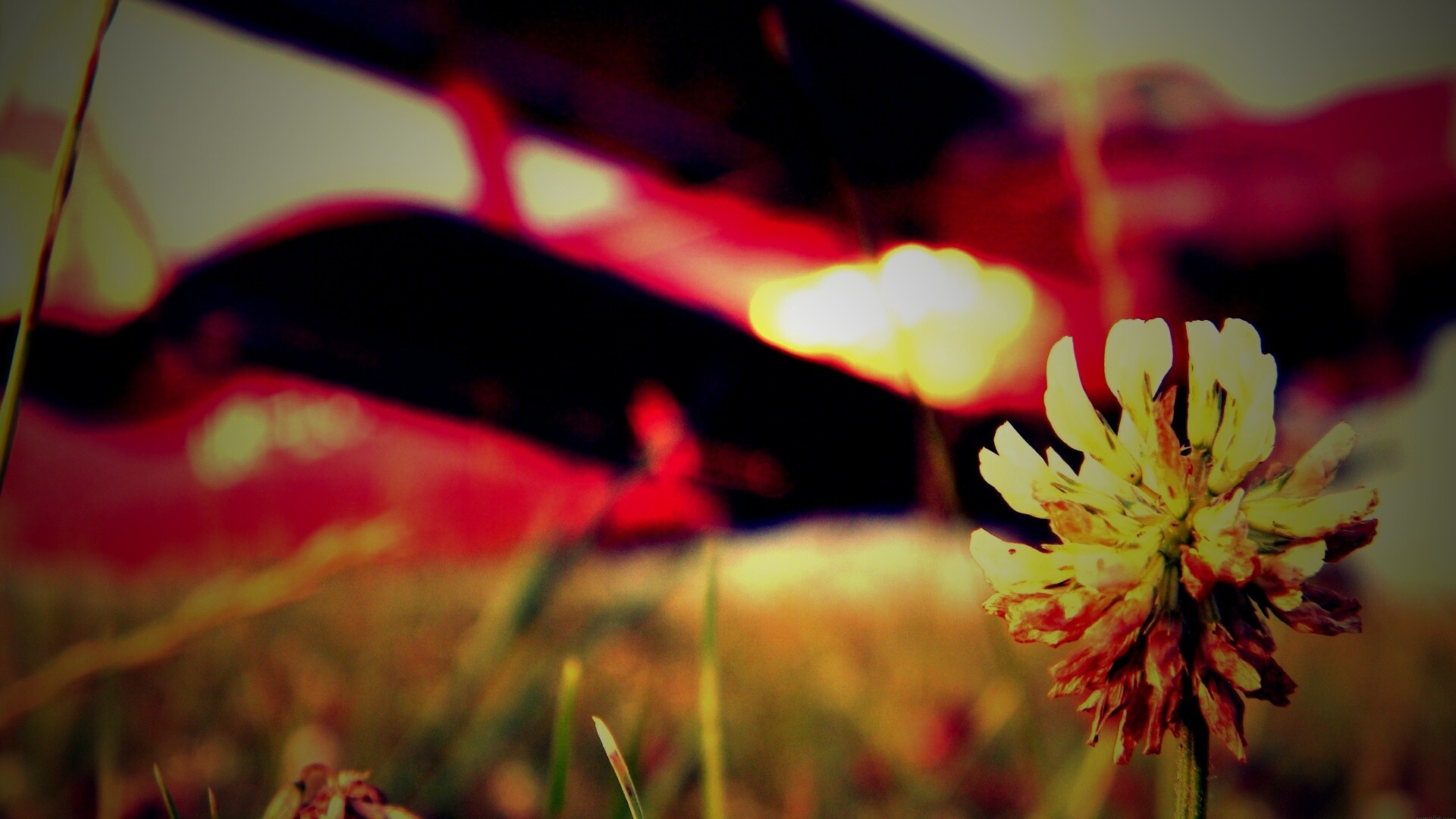 Цветок и красный самолет обои