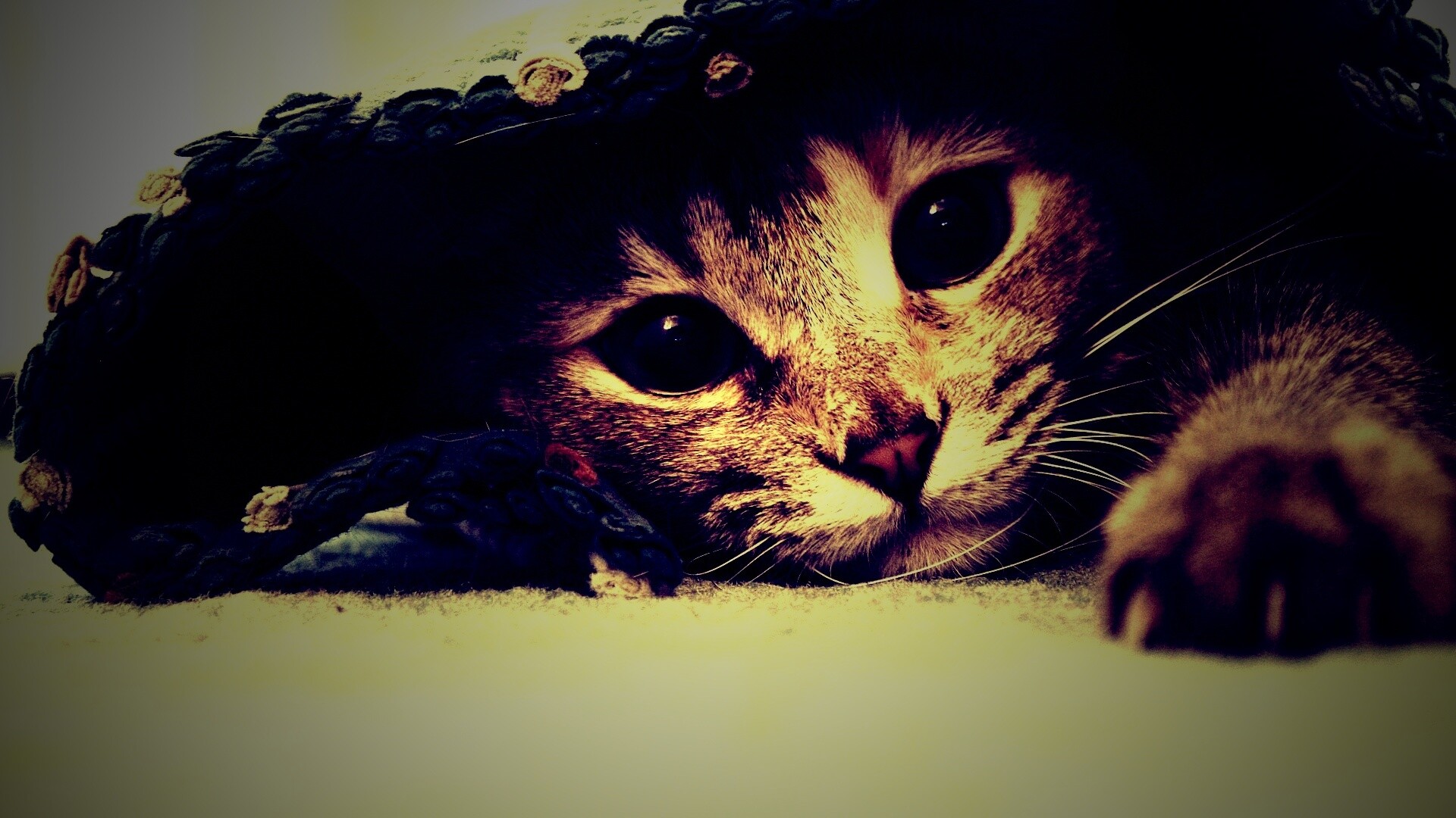 Кот под ковриком обои