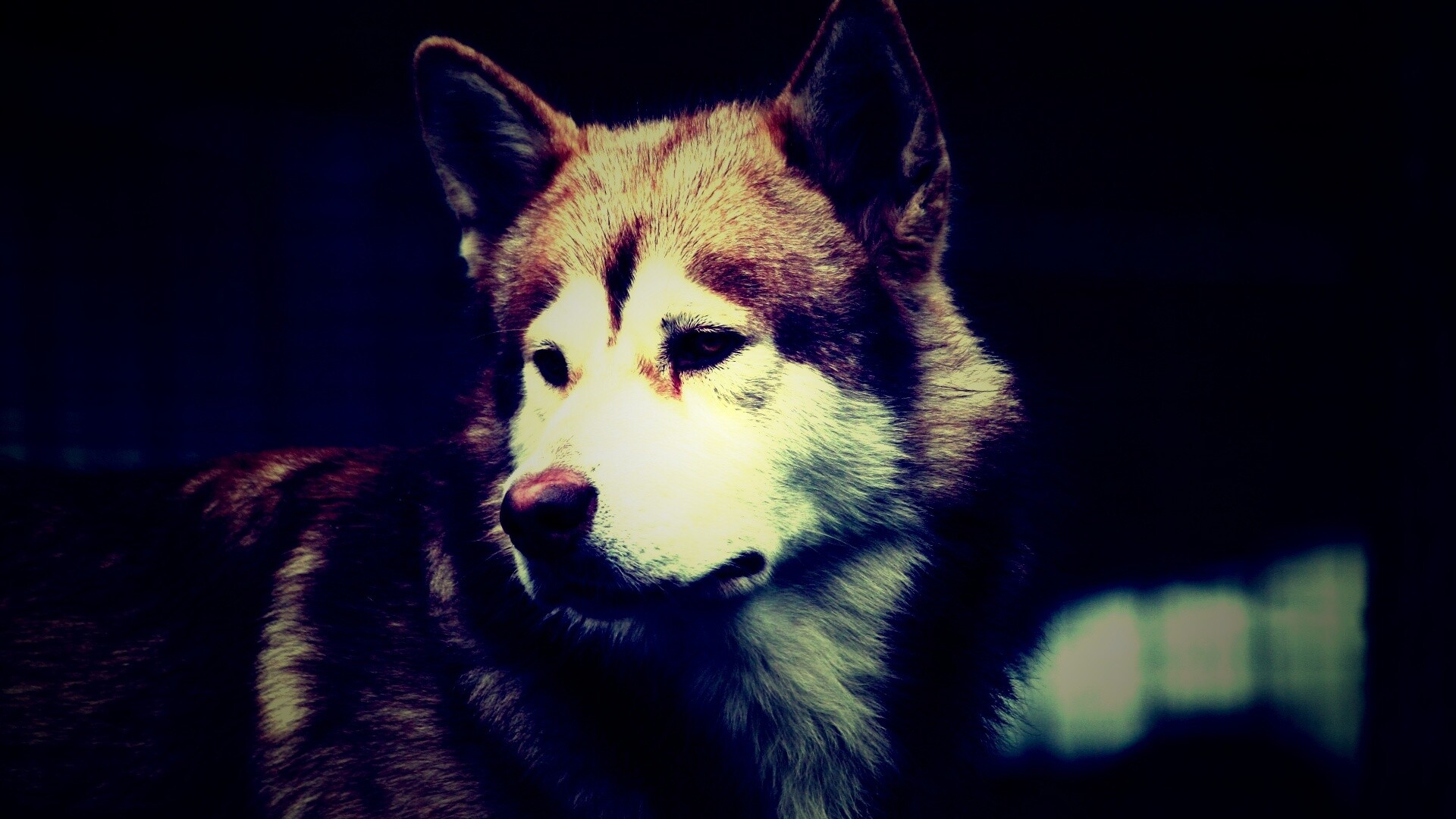 Собака с грустным взглядом обои