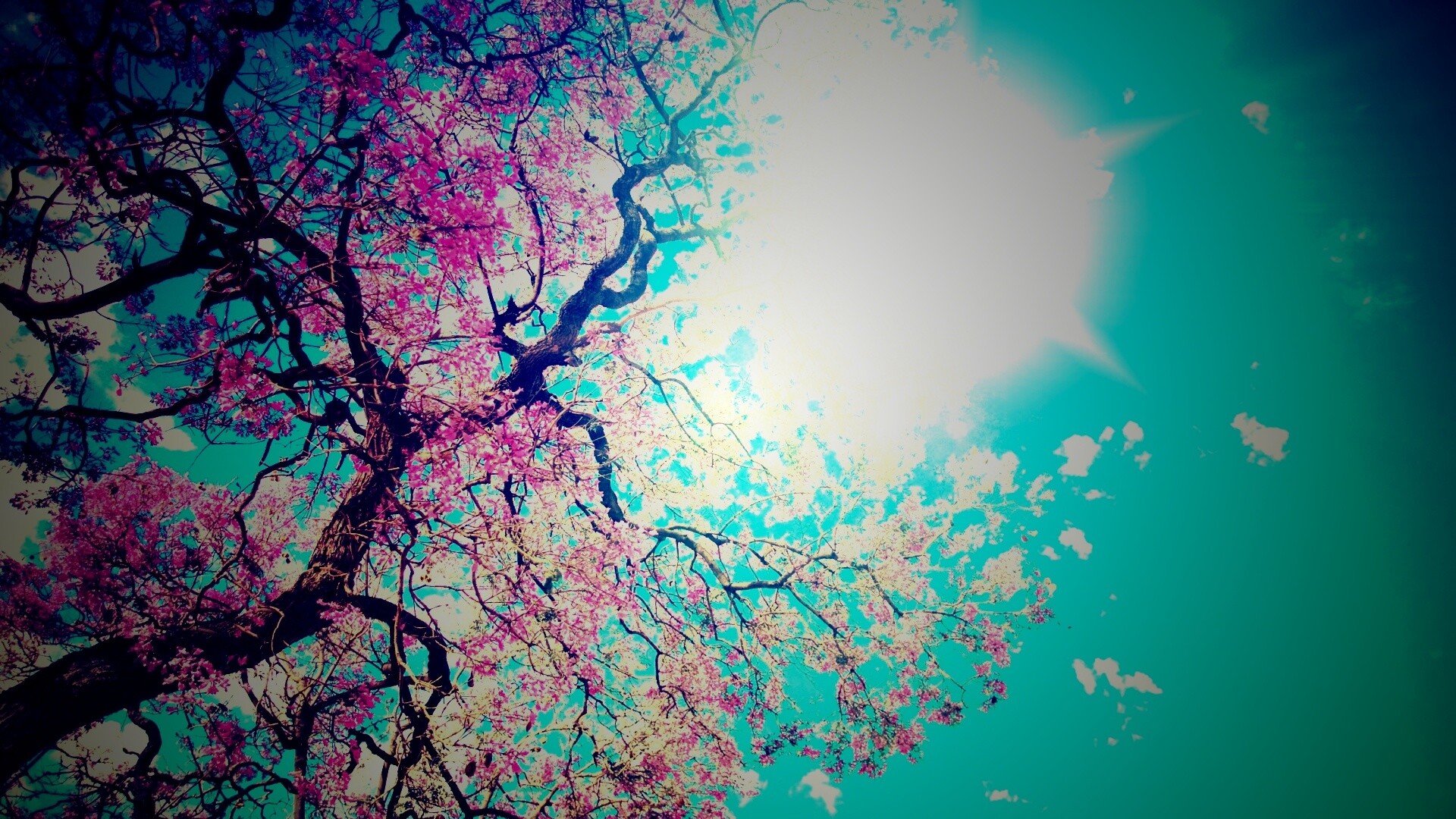 Цветение вишни обои