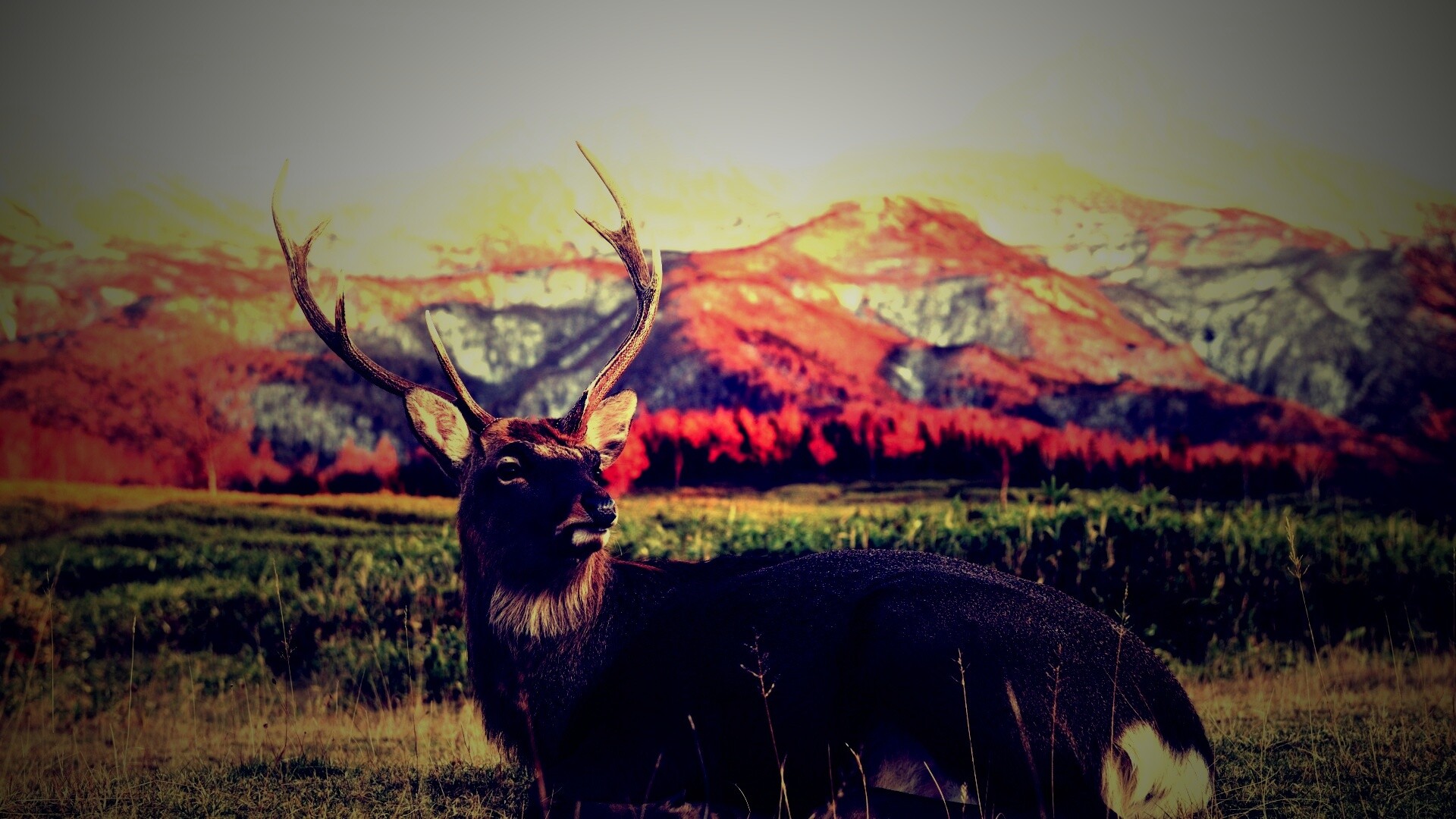 Олень отдыхает в предгорьях обои