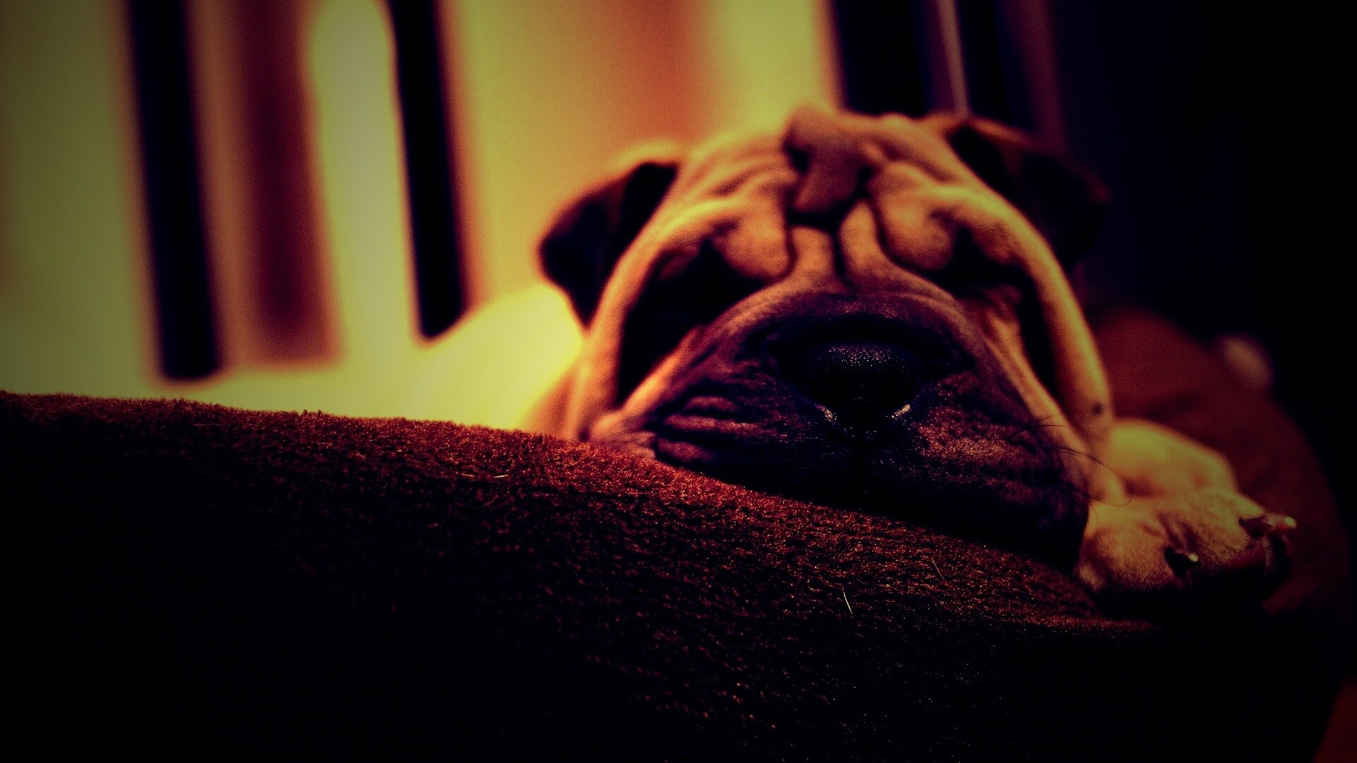 Щенок шарпея спит обои