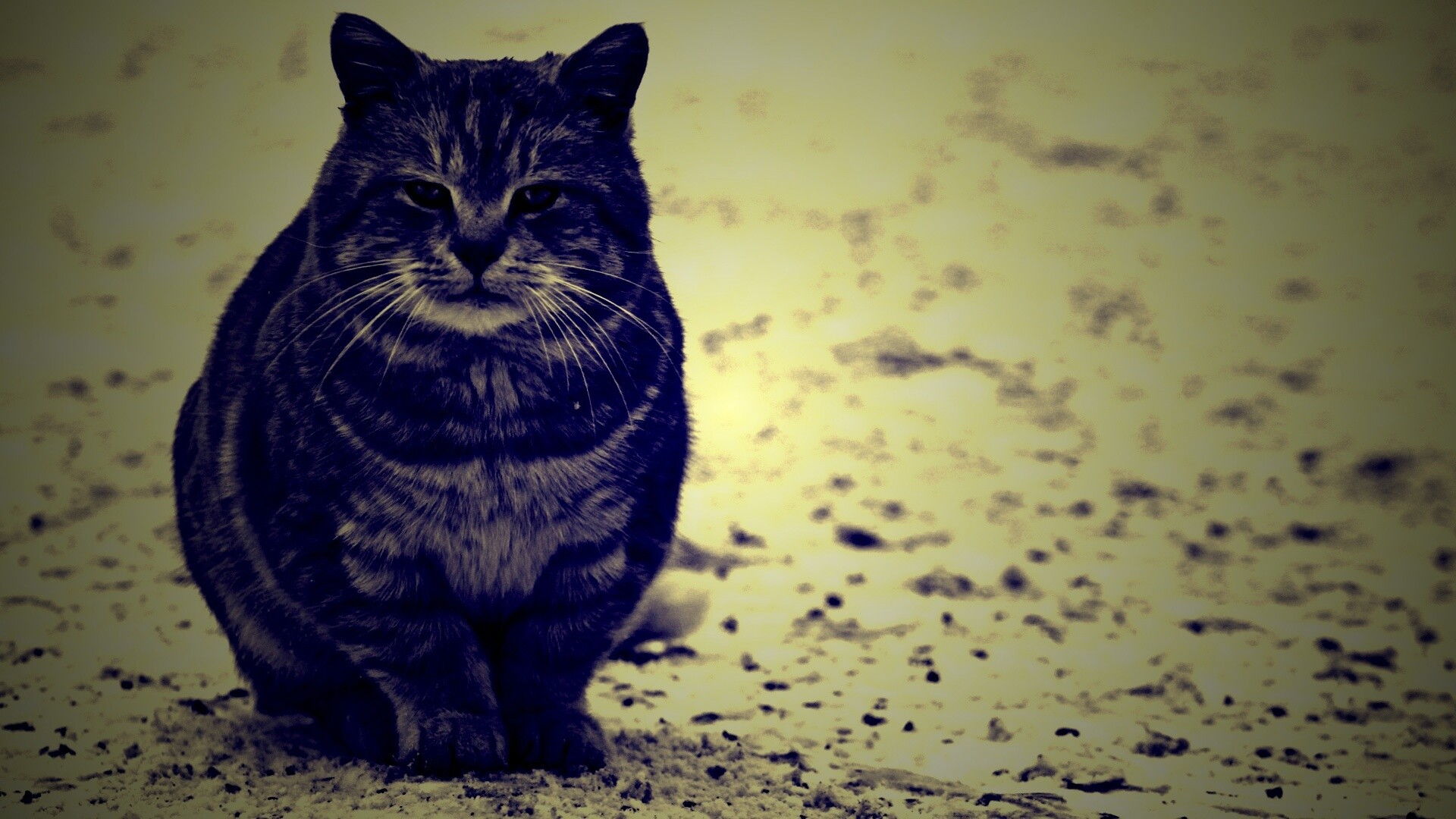 Тяжелый взгляд котэ обои