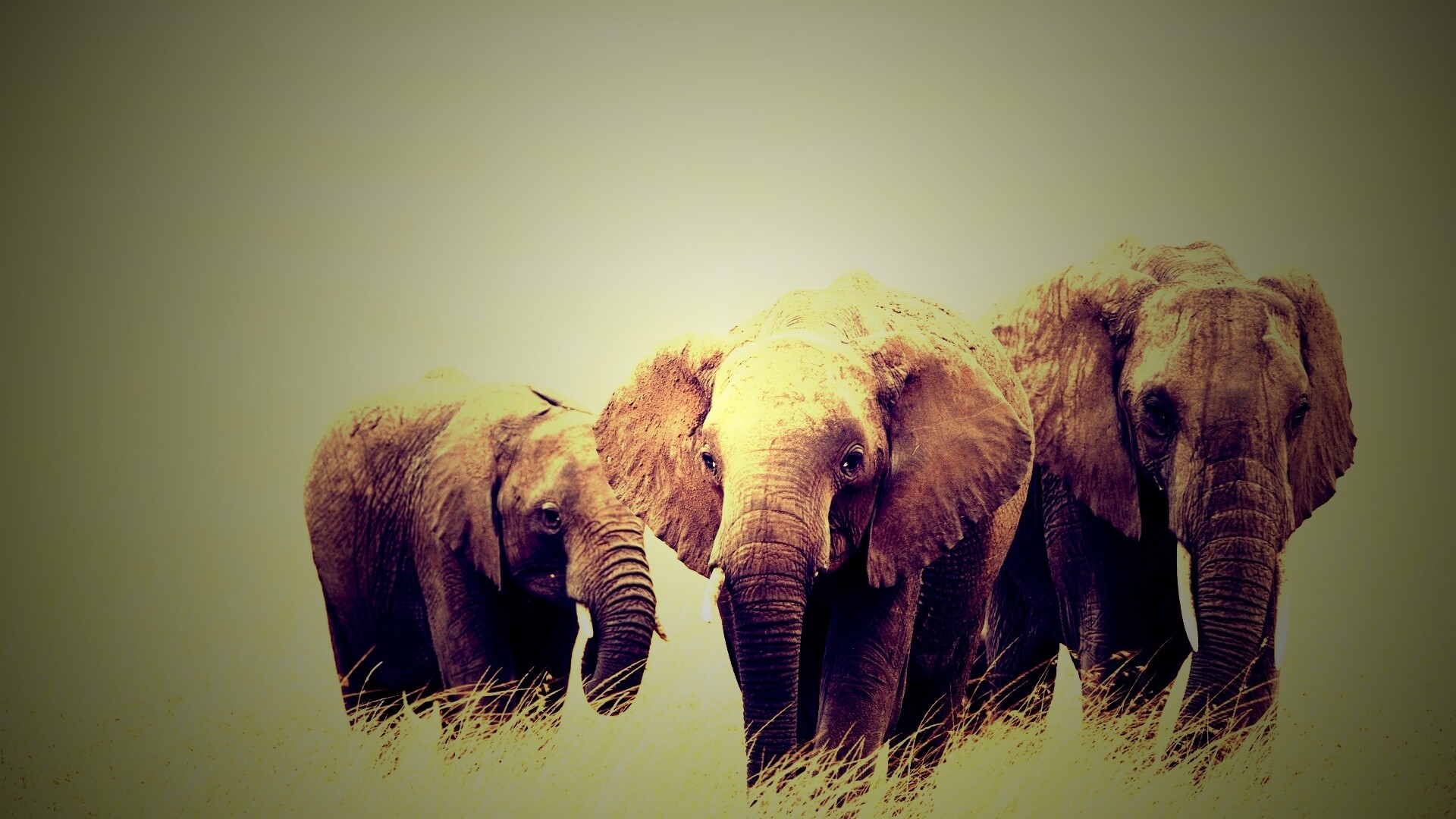 Слон, слониха и слоненок обои