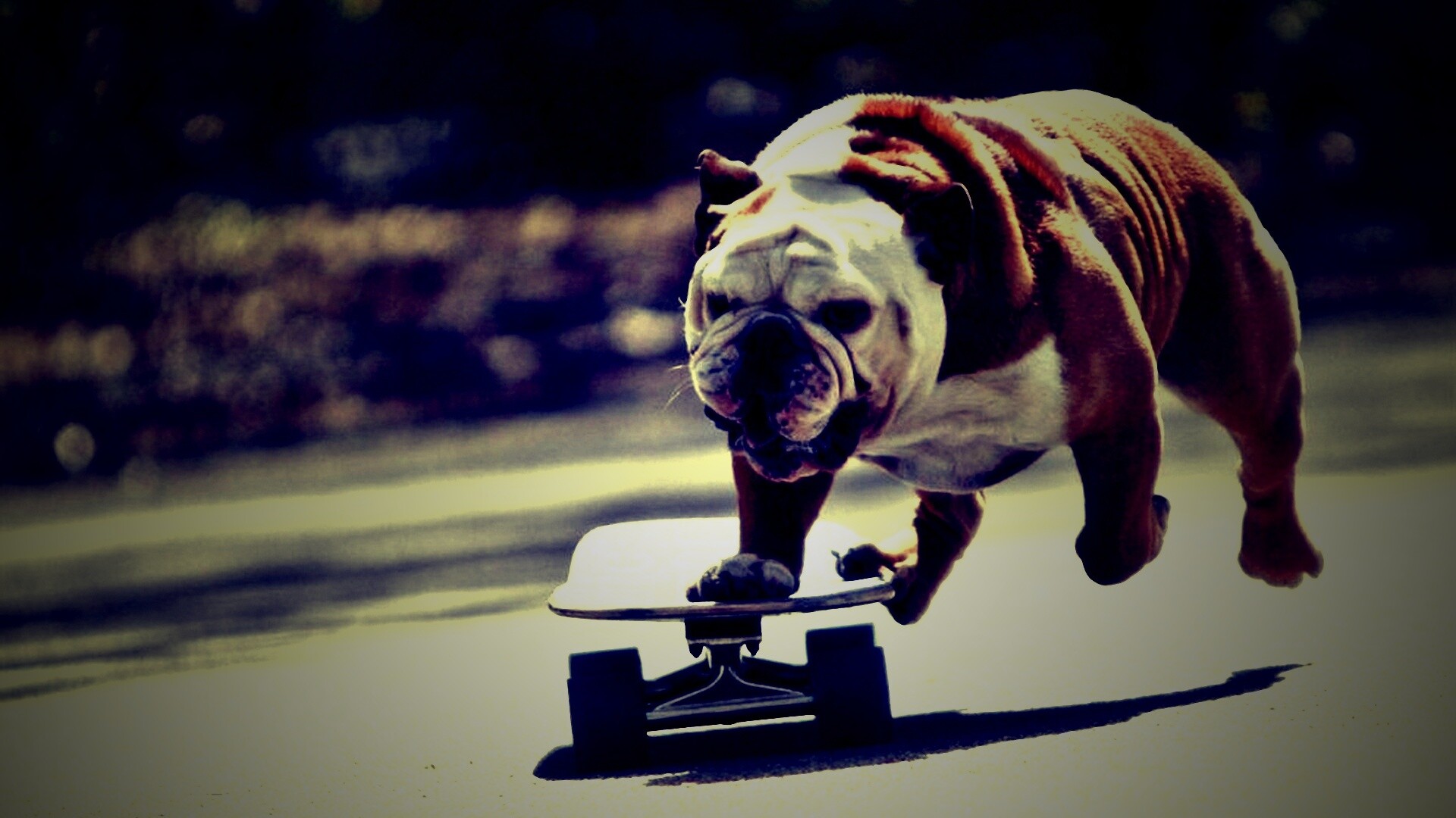 Собака на скейтборде обои