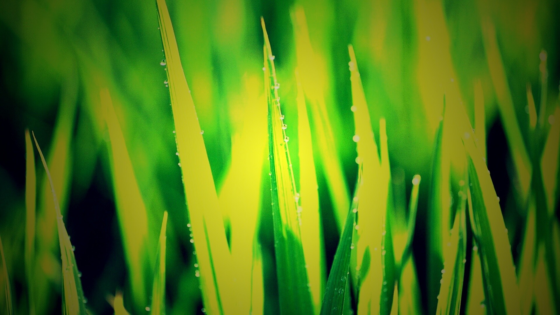 Яркая зеленая трава обои