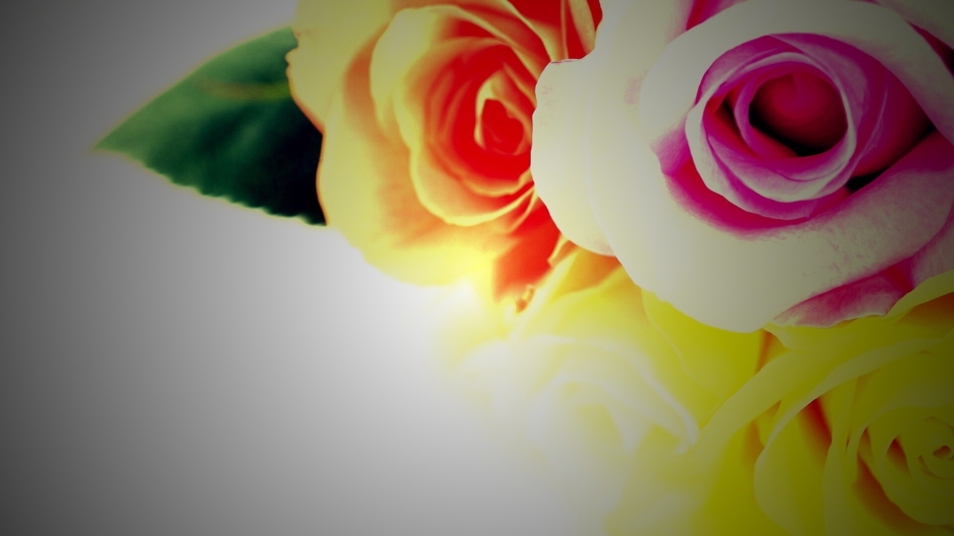 Букет разноцветных роз обои