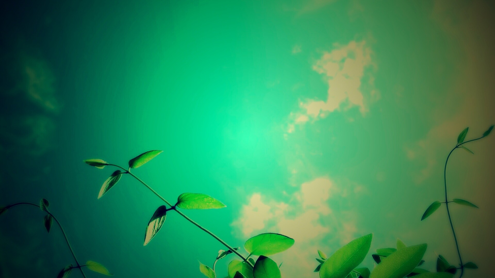 Веточки на фоне неба обои