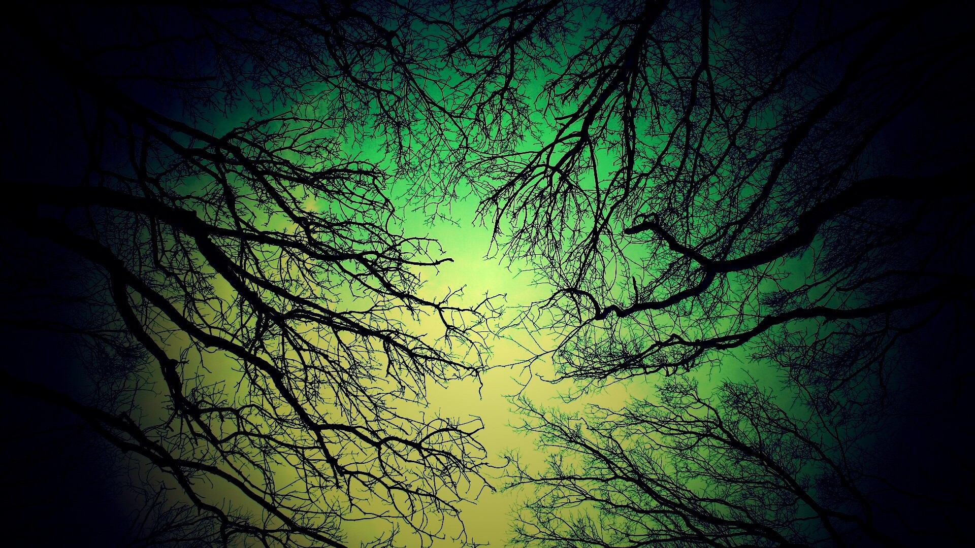 Голые кроны деревьев на фоне неба обои