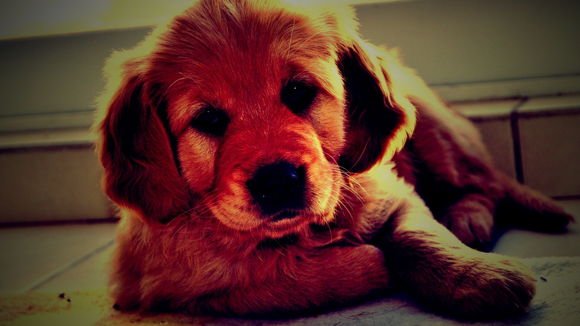 Сонный щенок лабрадора обои