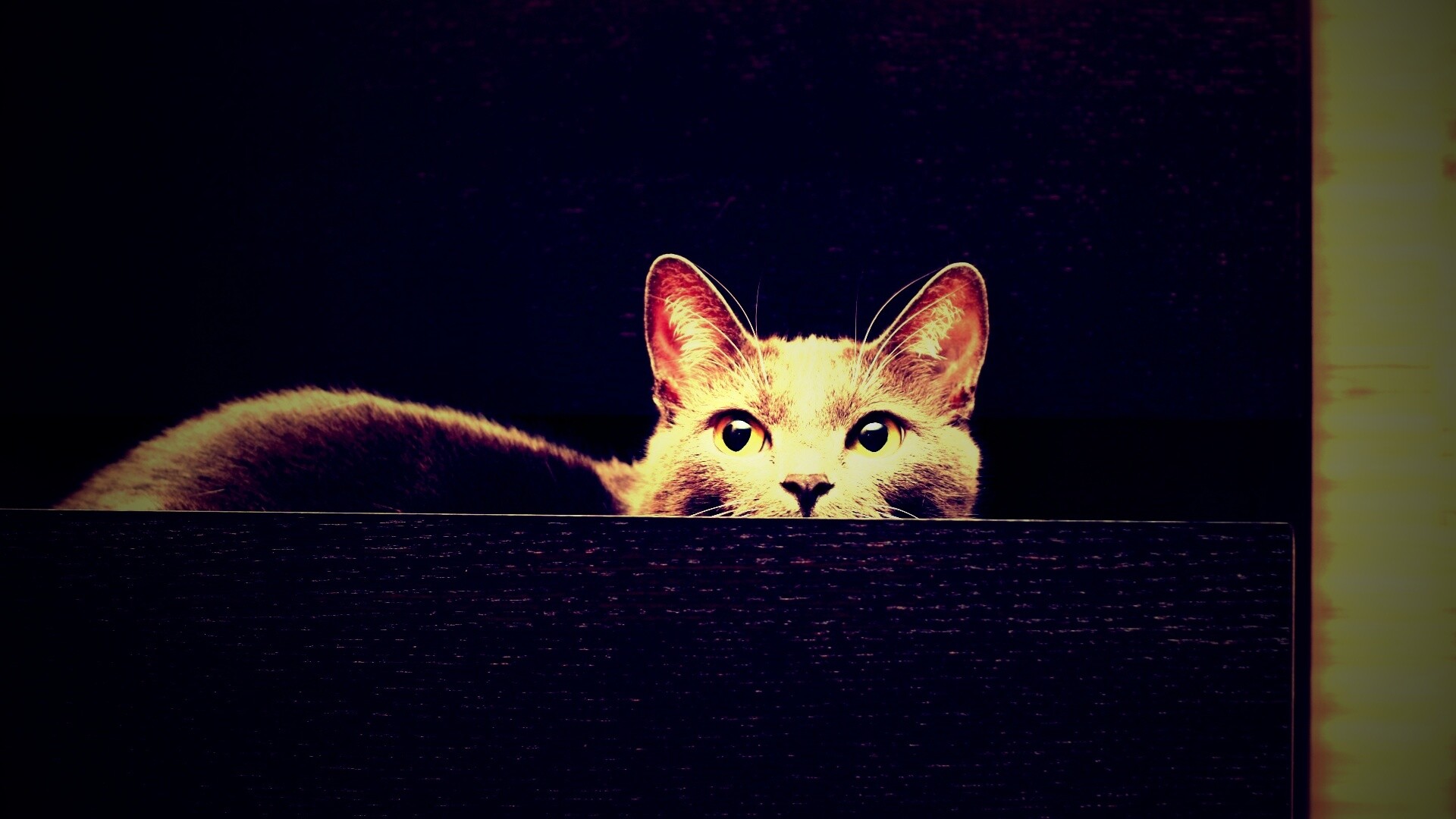 Кот в ящике комода обои