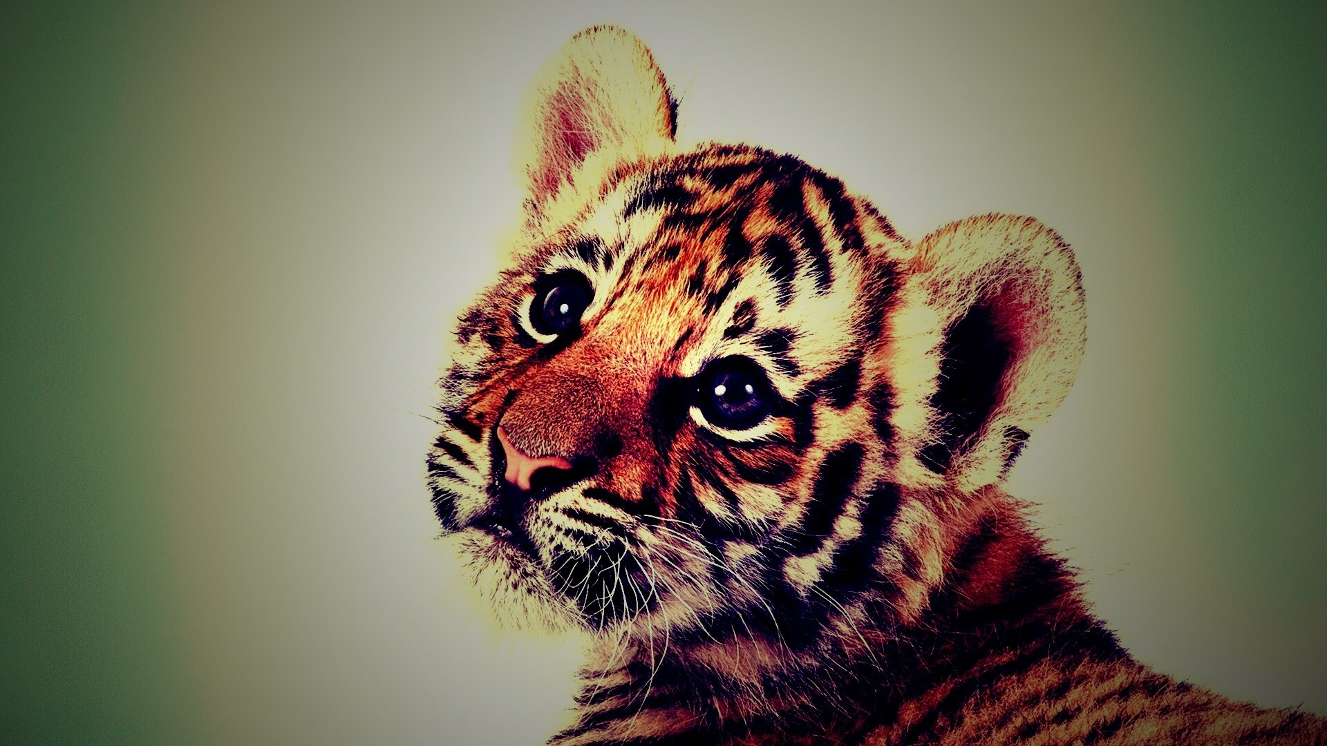 Тигрёнок с грустным взглядом обои