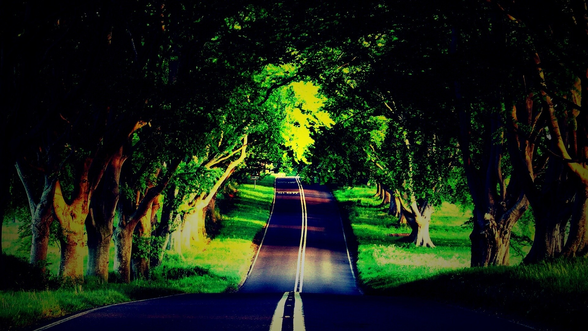 Дорога через лес обои