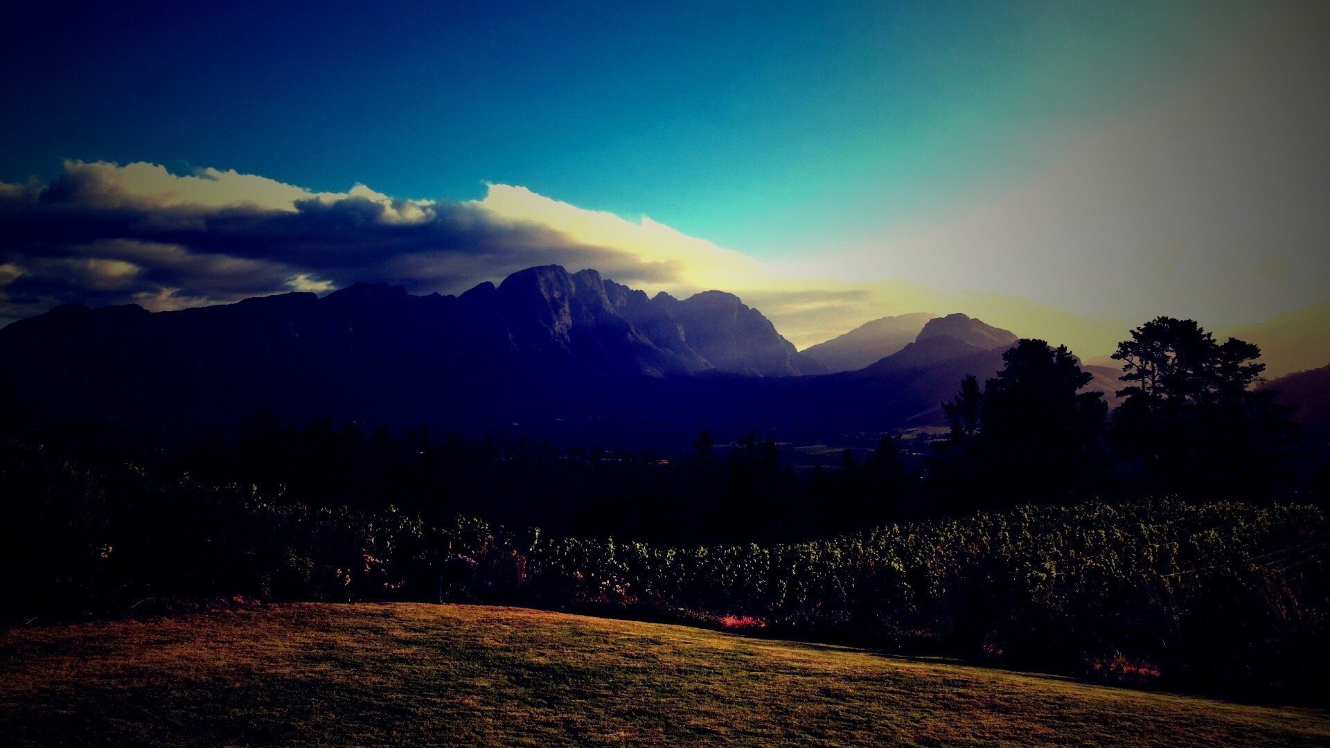 Виноградники в Африке обои