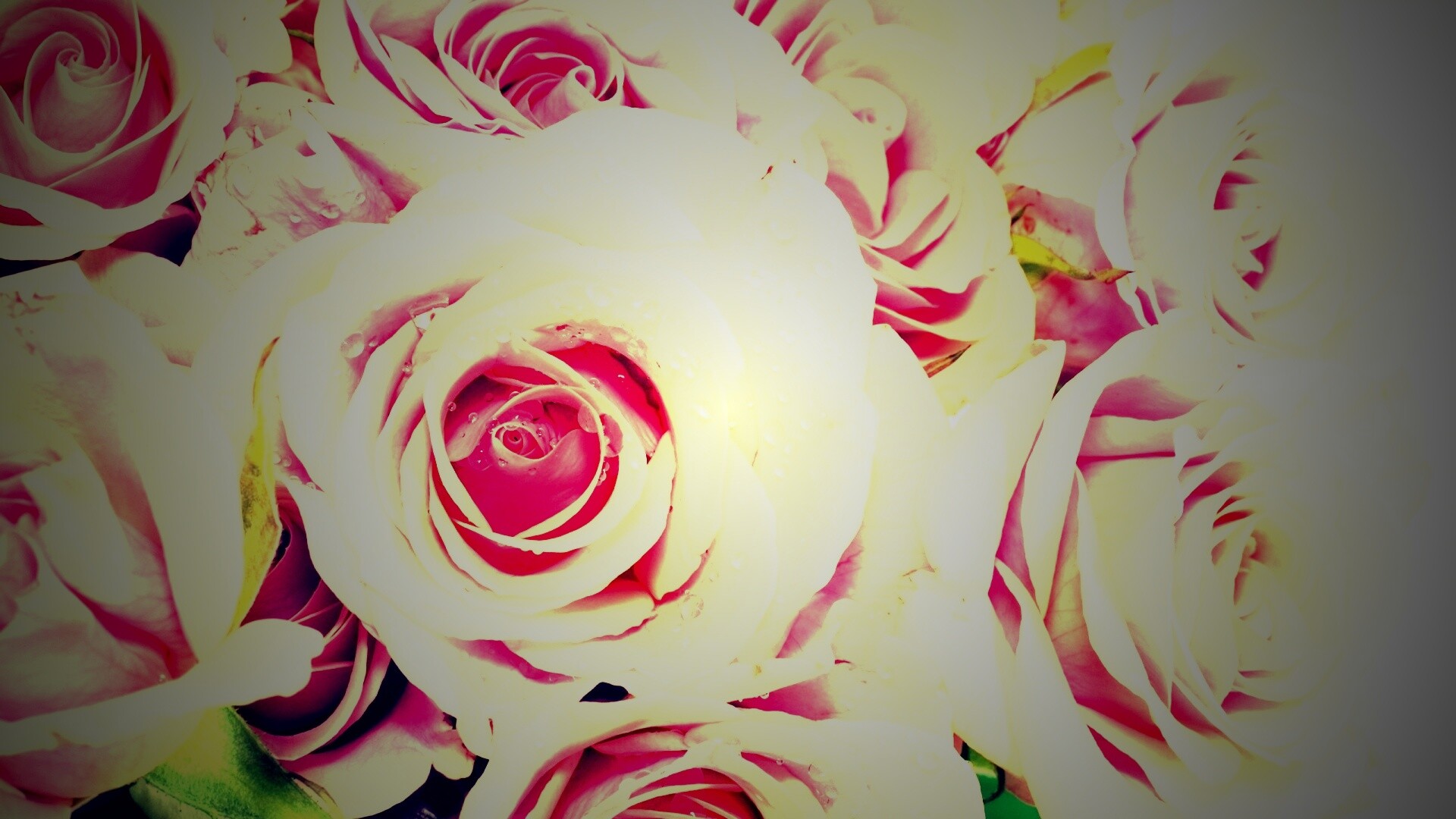 Букет розовых роз обои