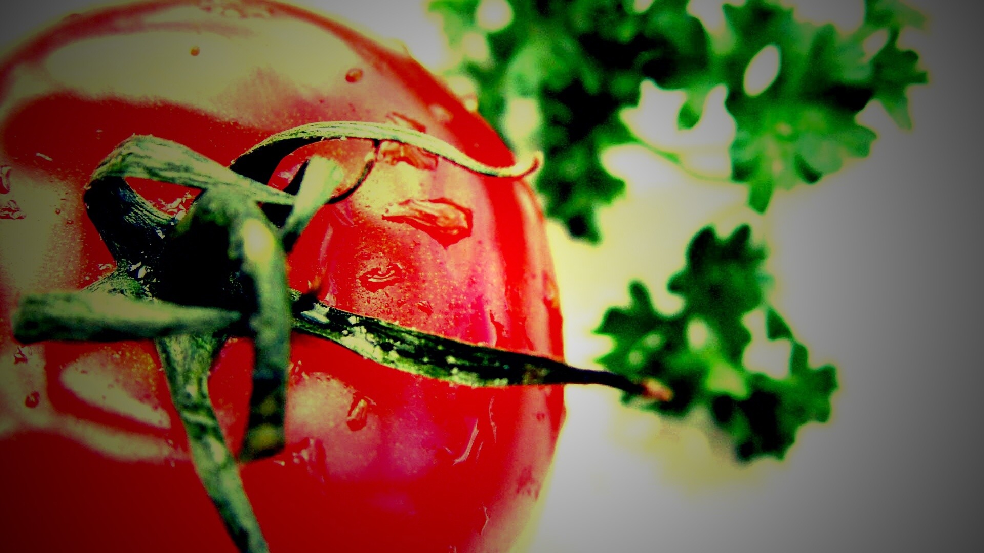 Свежая помидорка обои