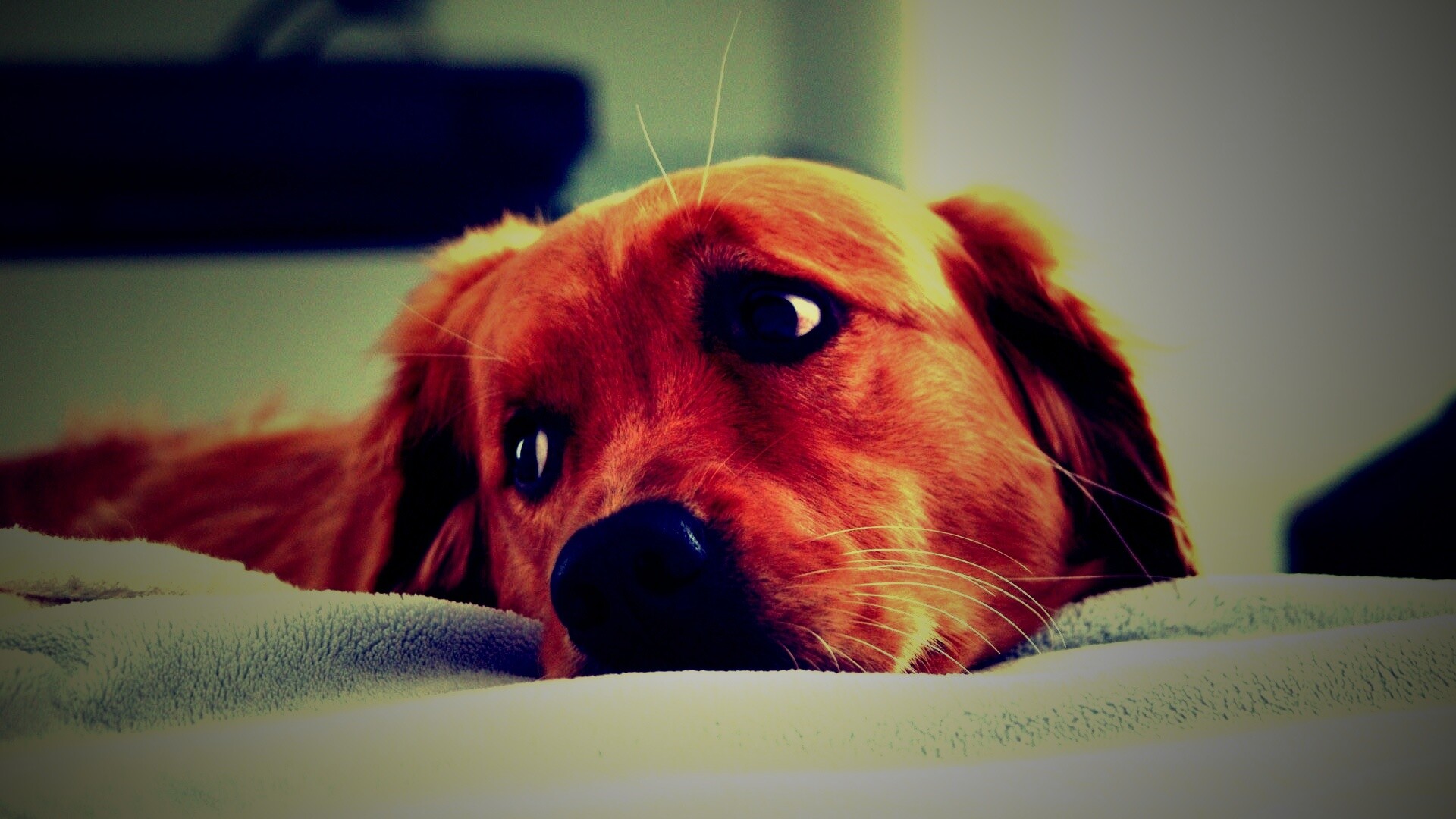 Лабрадор-ретривер обои