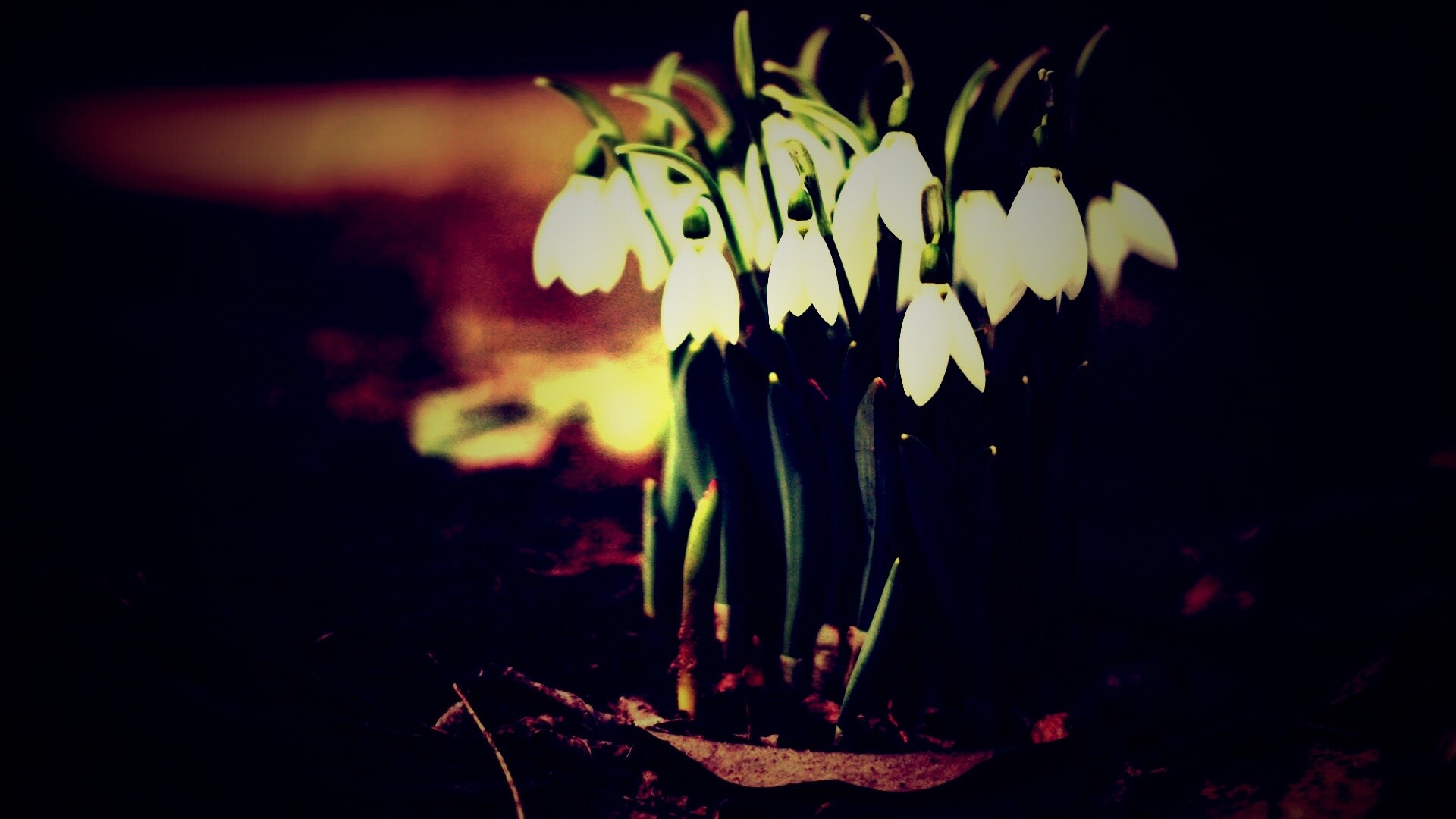 Подснежники - весенние цветы обои