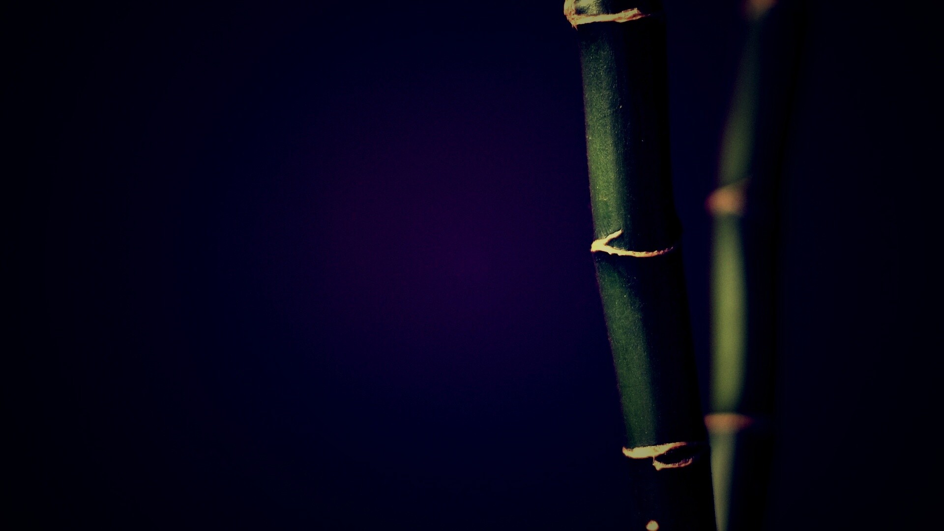 Макро фото стебля бамбука обои