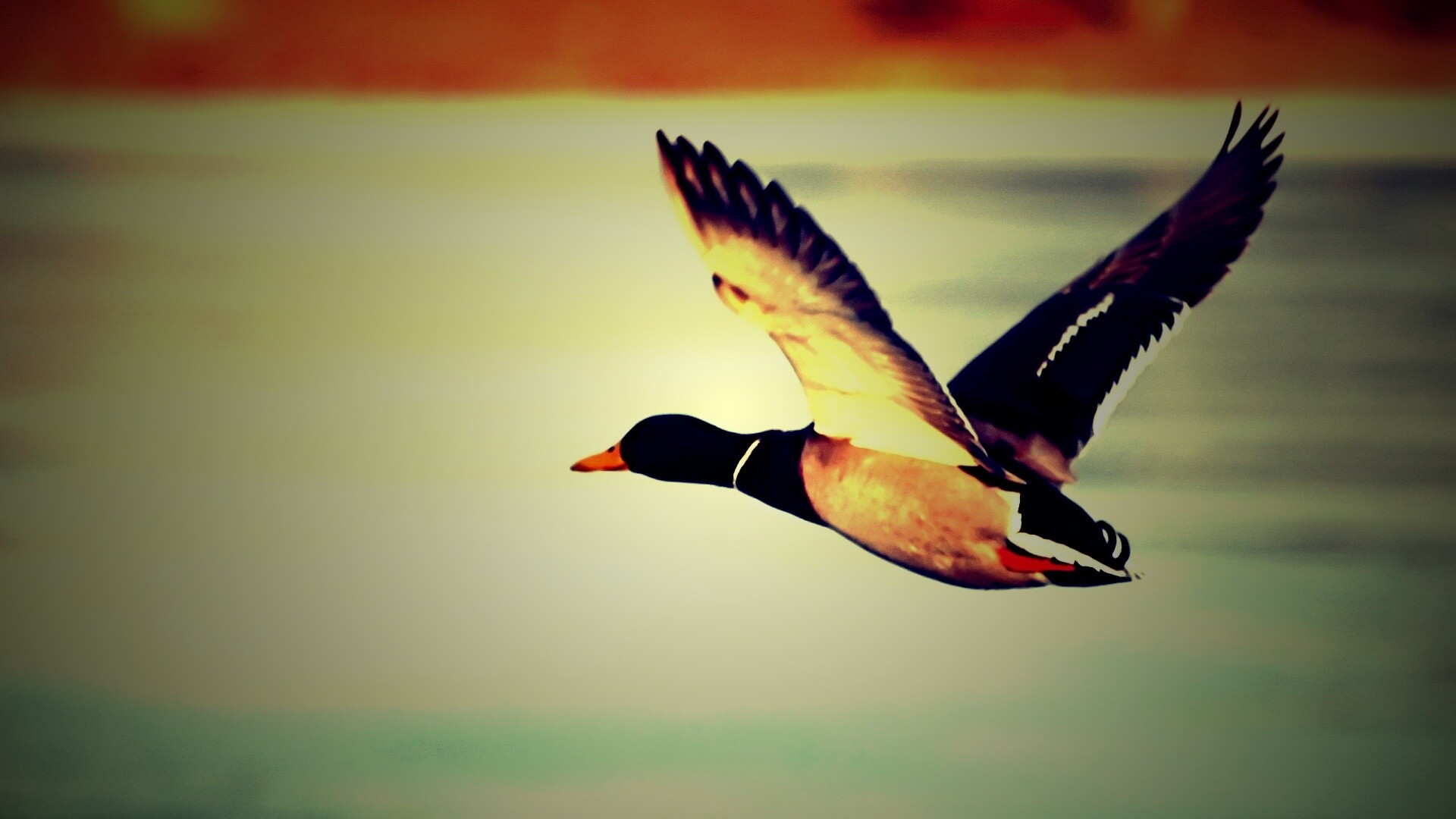 Полёт утки обои