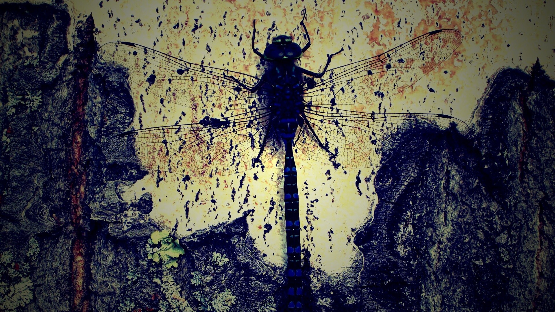 Стрекоза на дереве обои