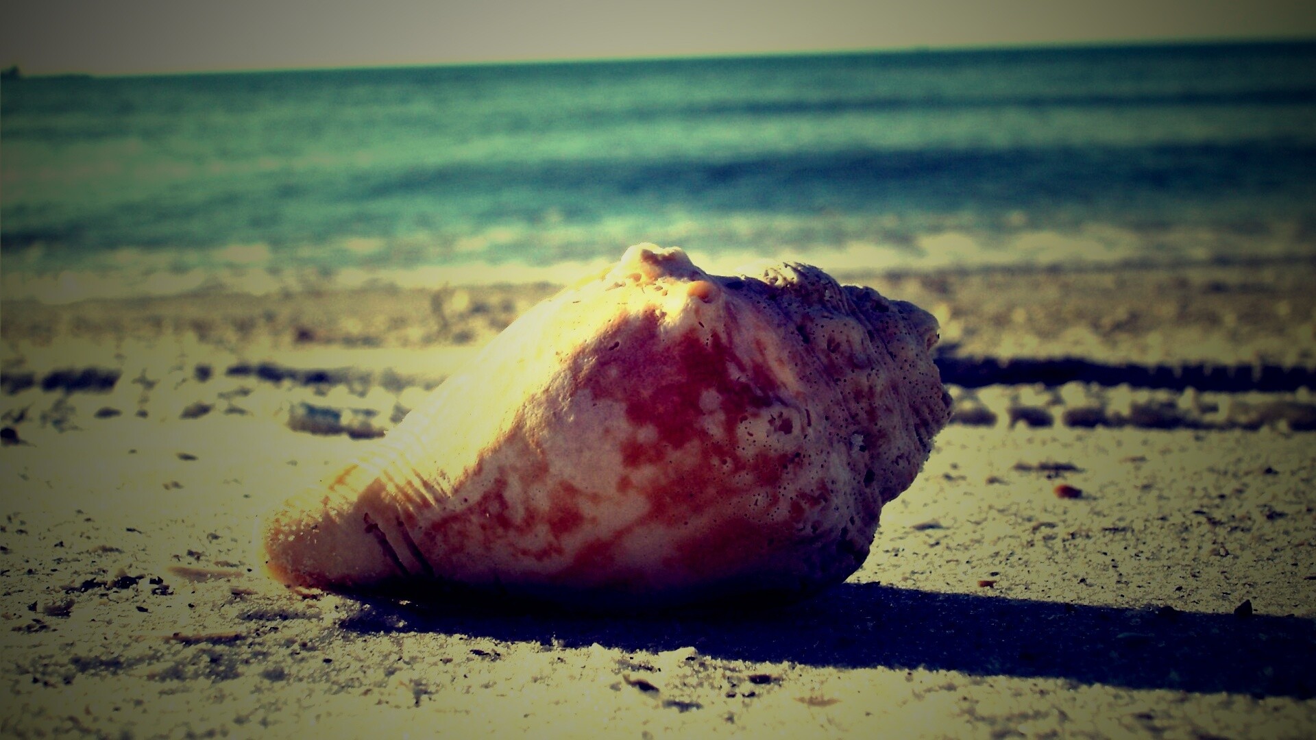 Морская раковина на пляже обои