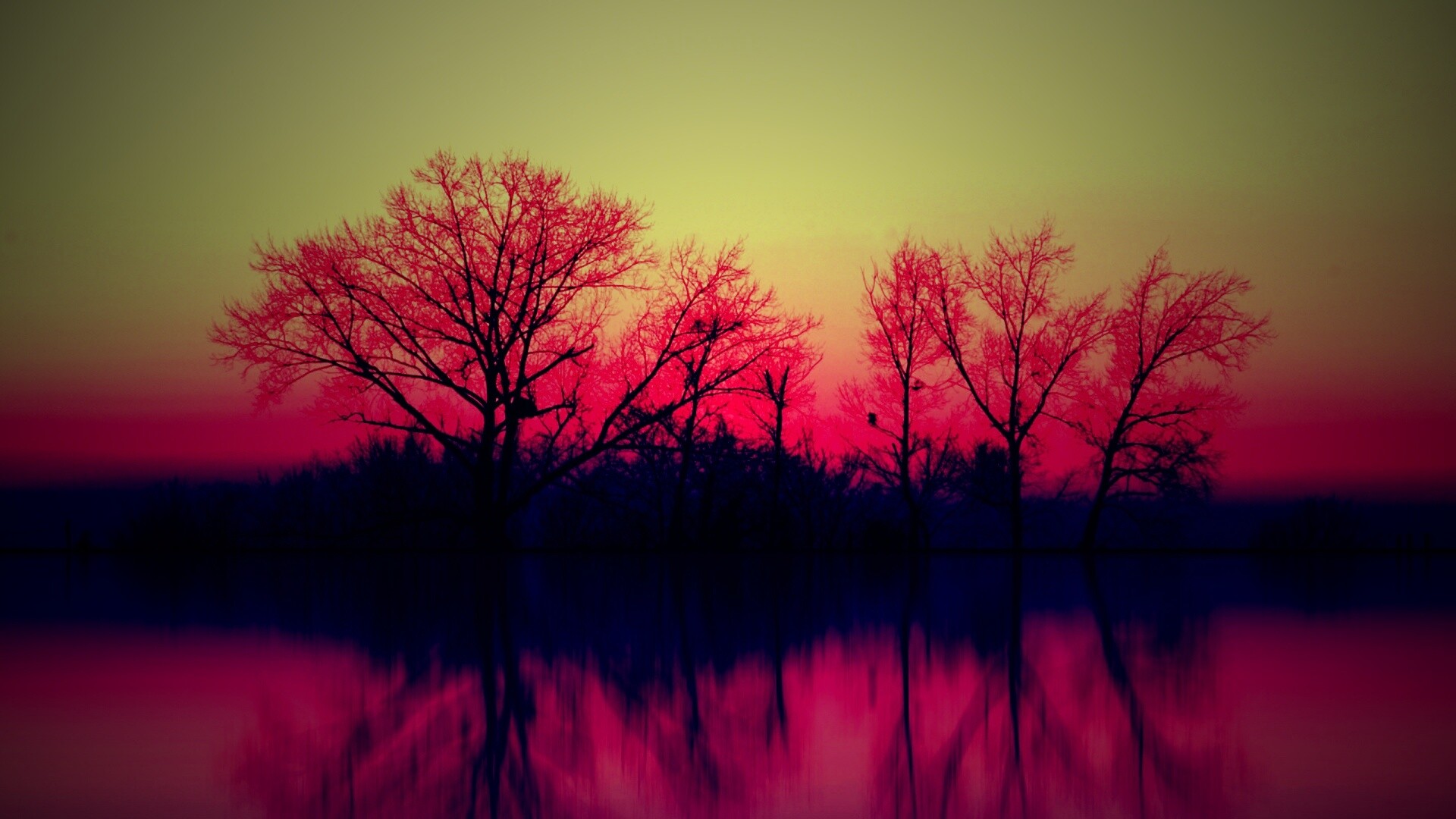 Деревья при закате обои