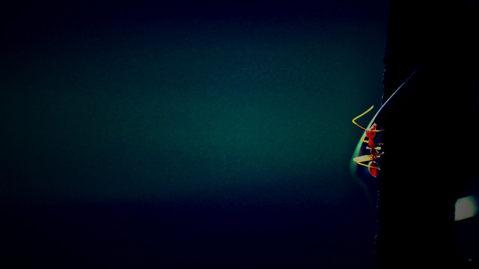 Муравей-пожарник обои