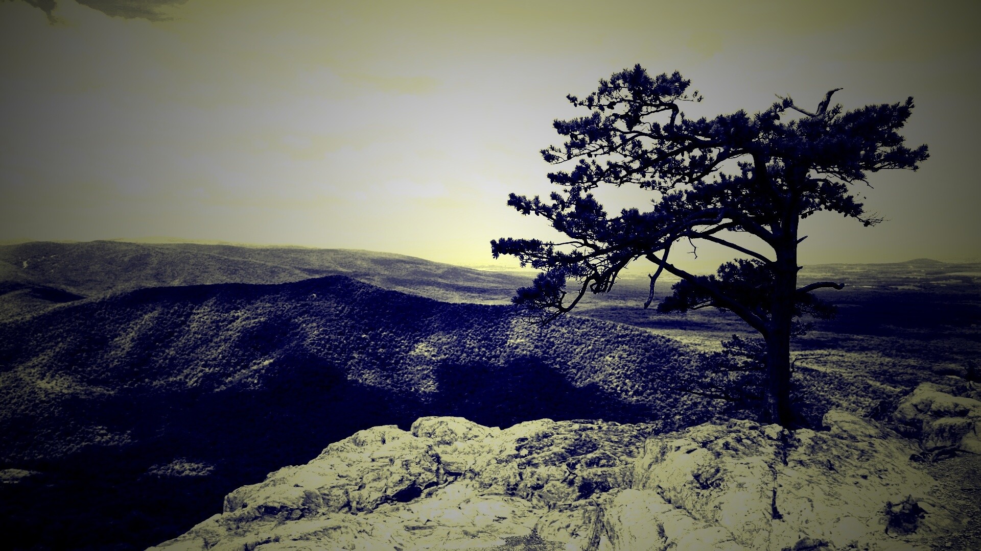 Горное дерево в черно-белых тонах обои