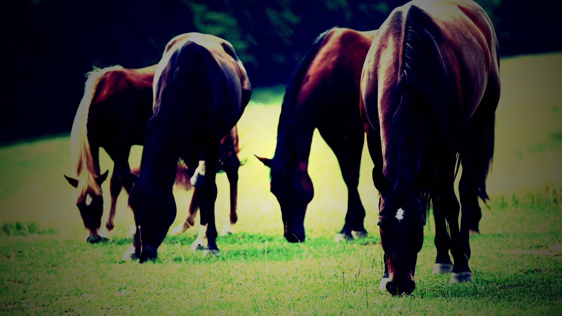 Время пощипать травку обои