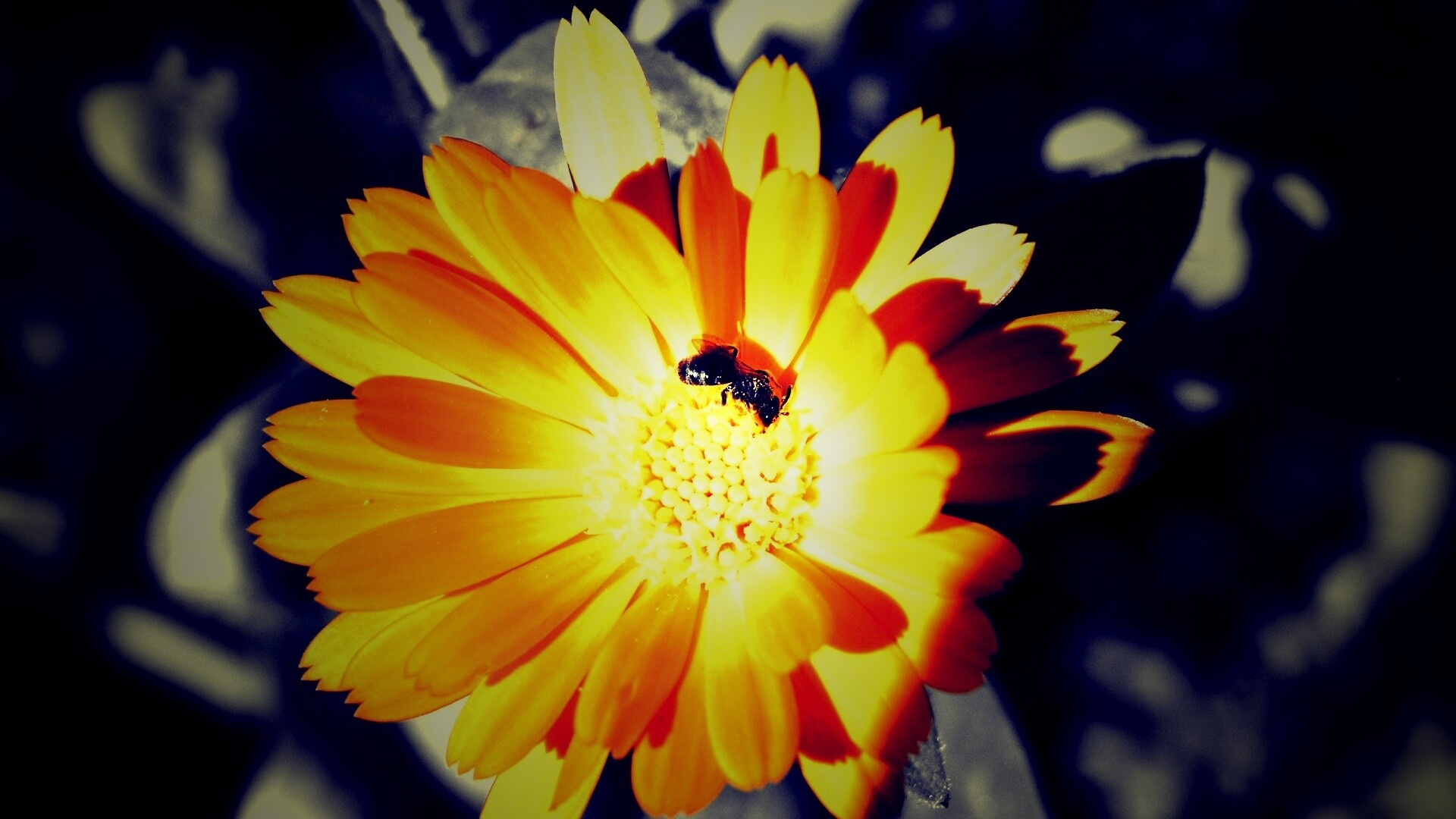 Оса на цветке обои