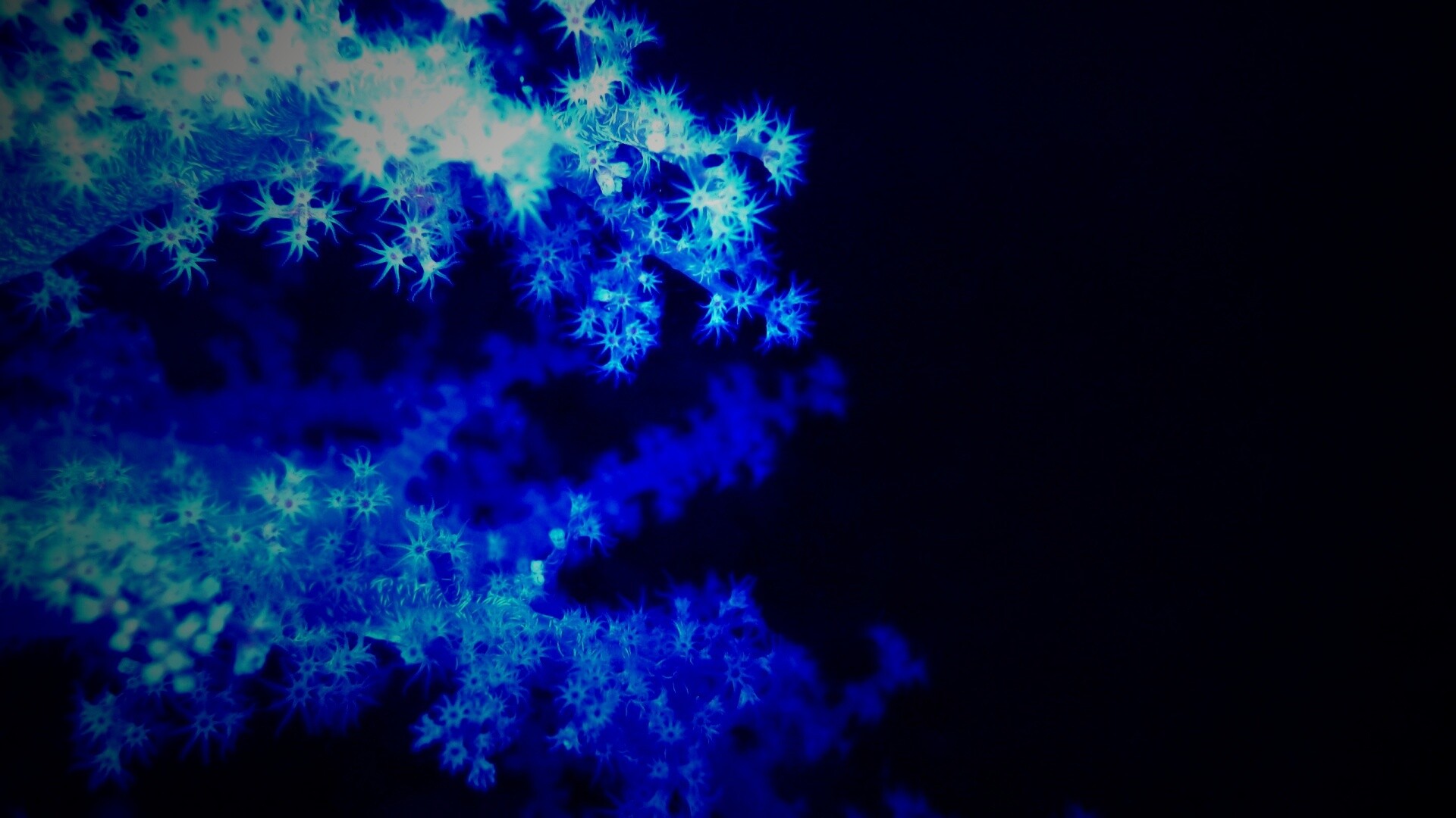 Кораллы обои