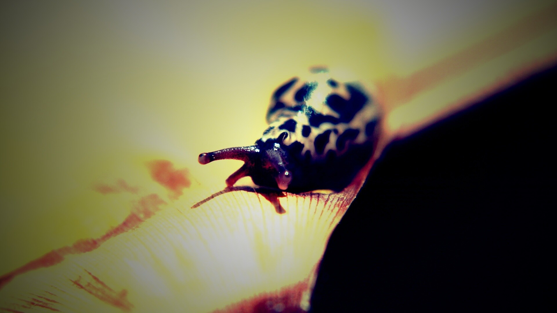 Ползущая улитка обои