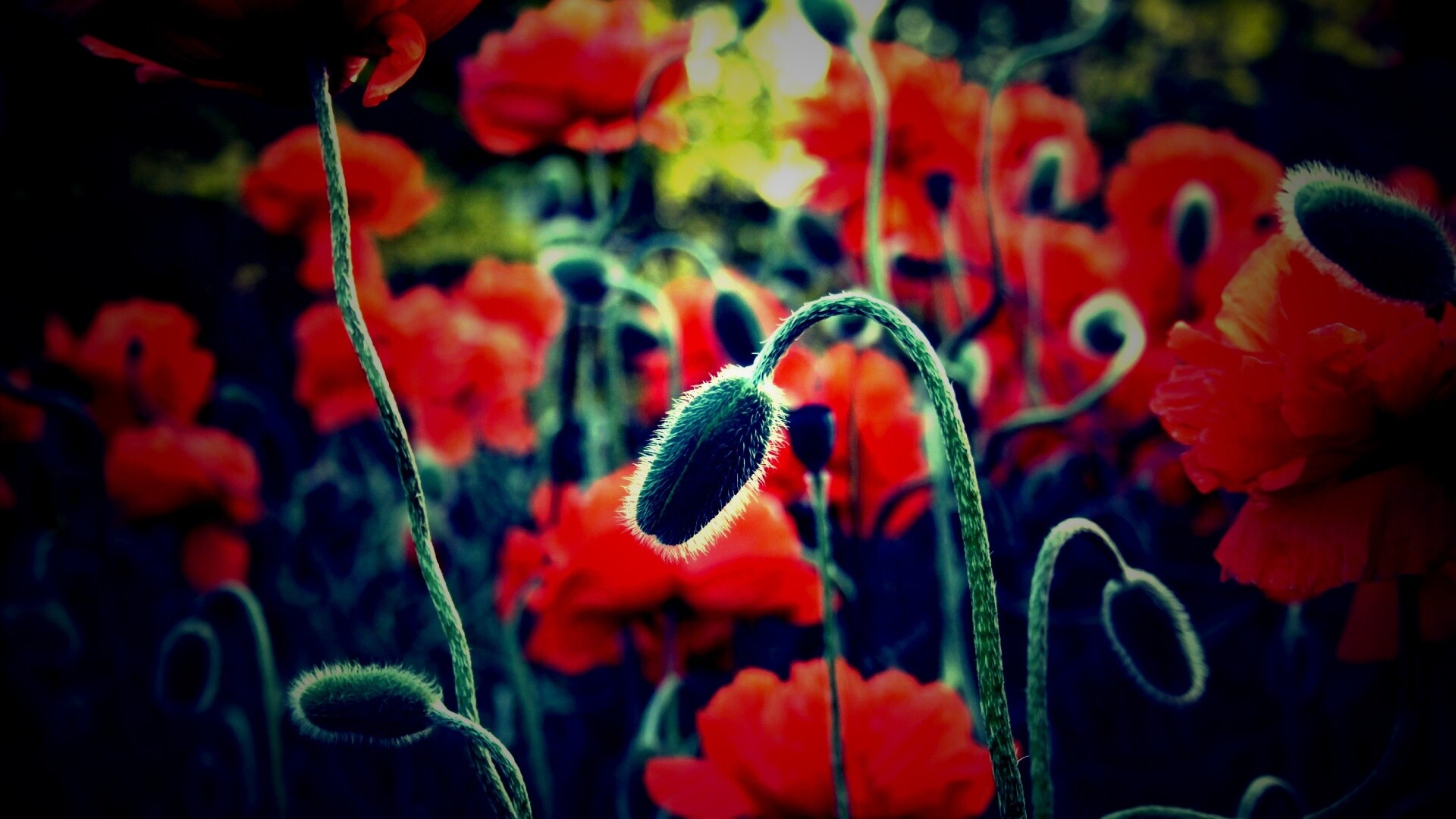 Бутон среди цветов обои