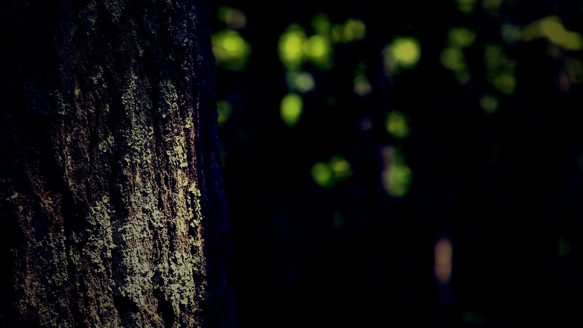 Ствол дерева обои