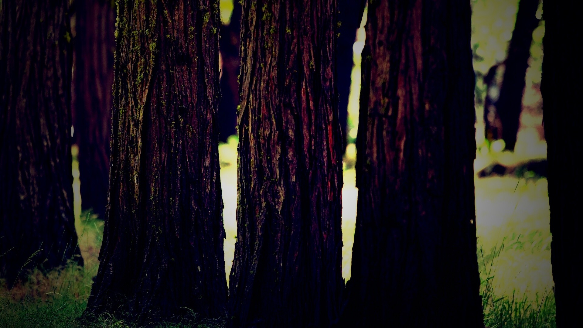 Стволы деревьев  обои