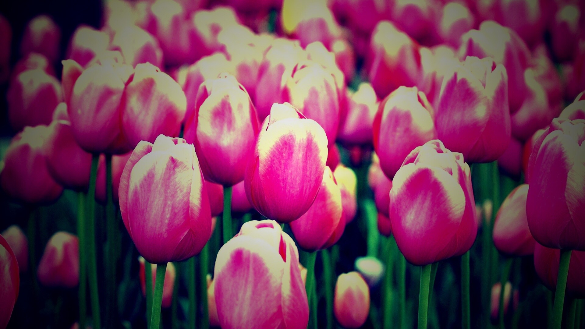 Море розовых тюльпанов обои