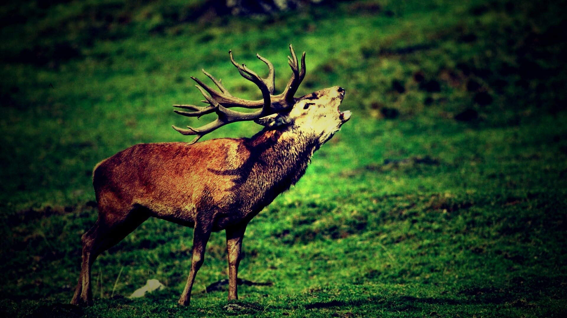 Лось зовёт сородичей обои