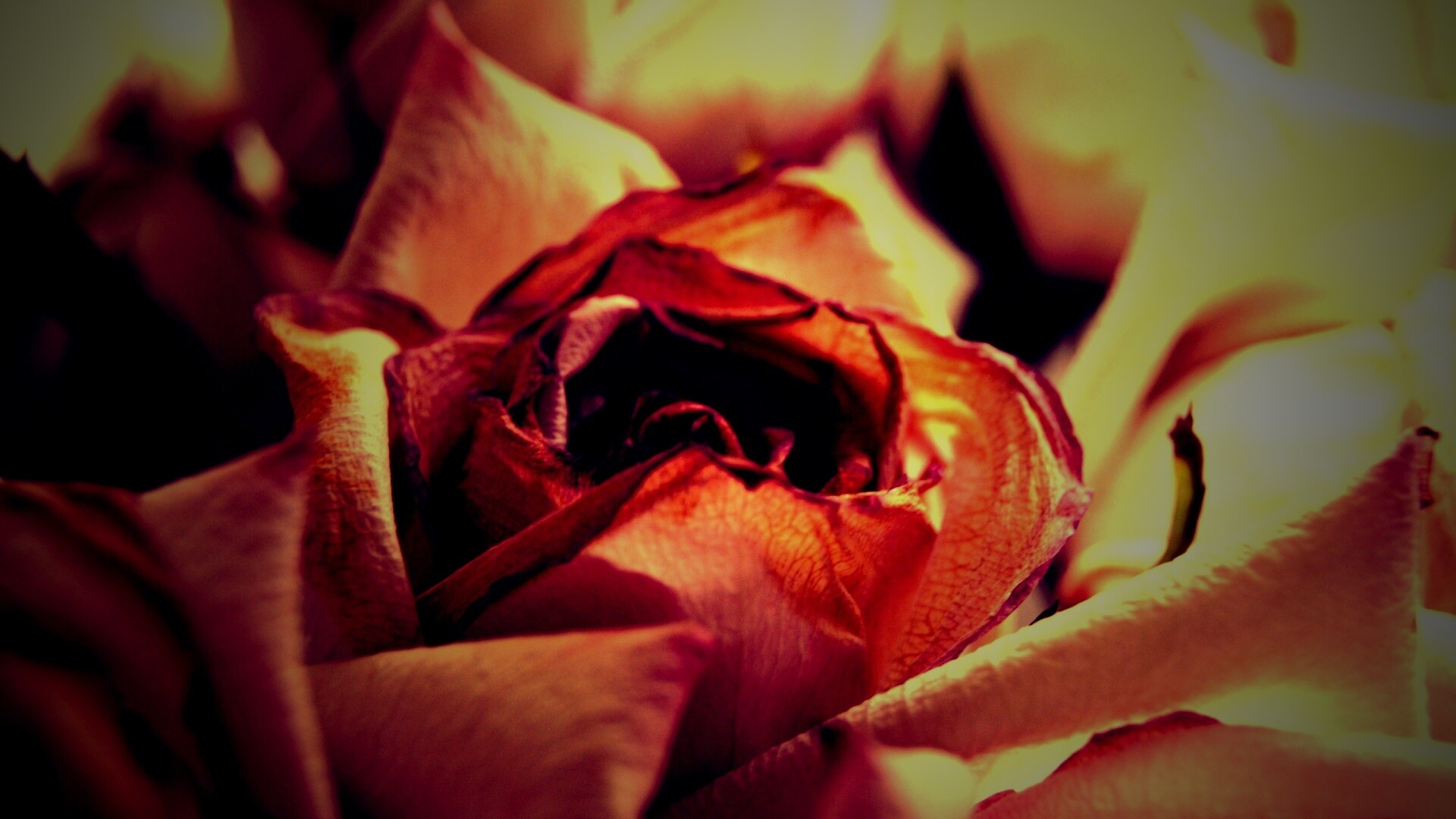 Увядающая роза обои