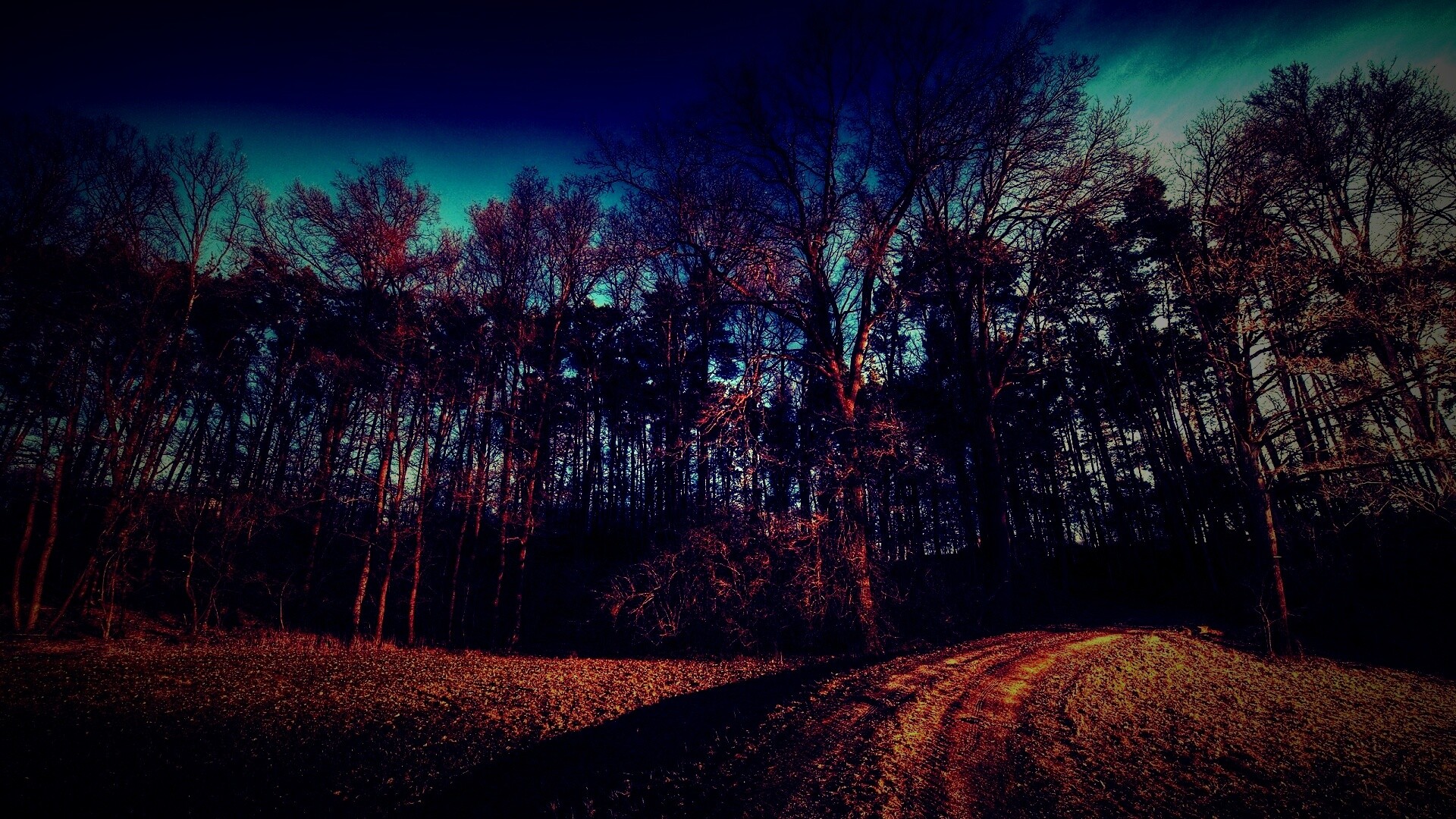 Дорога в лес обои