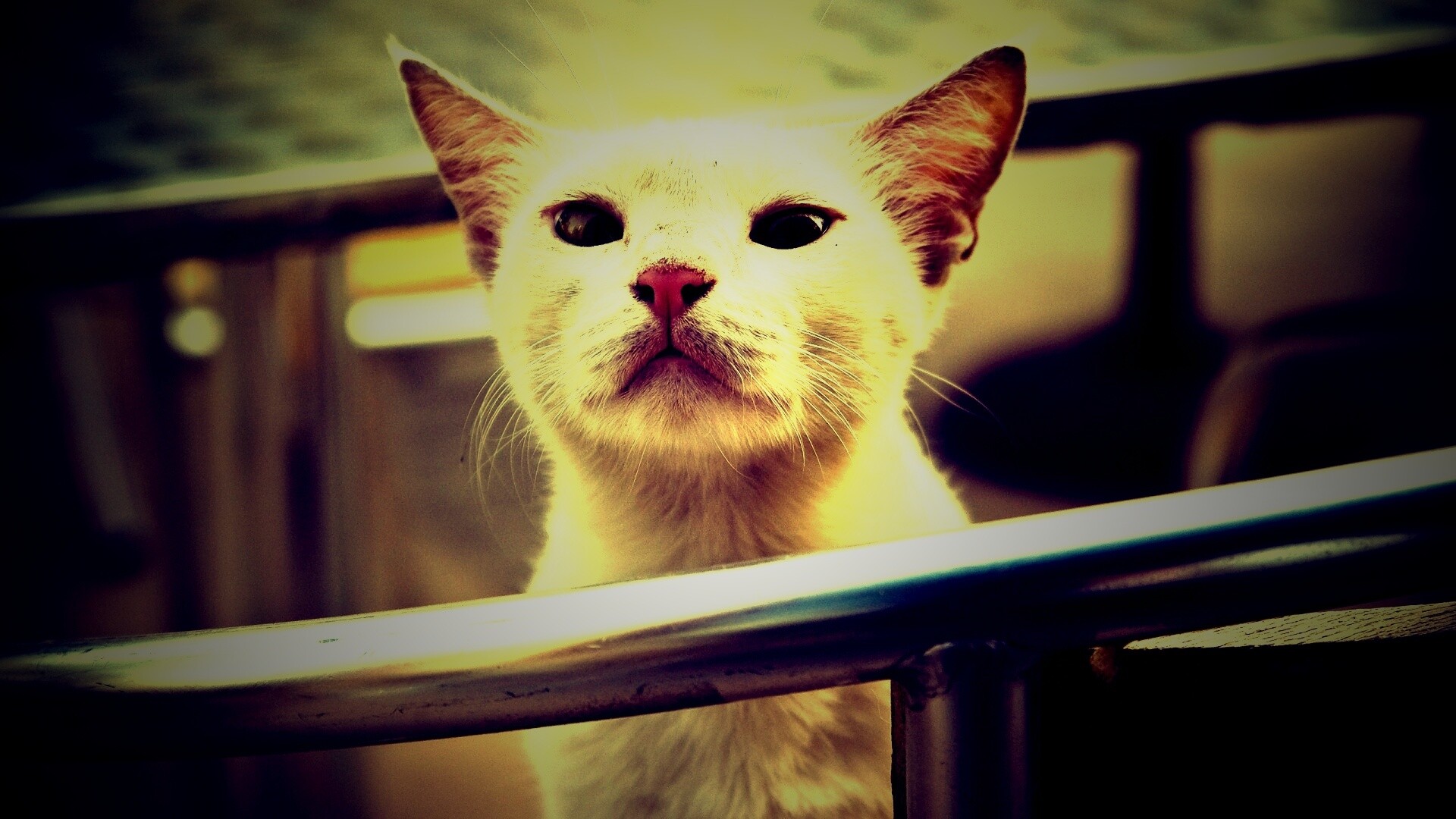 Настороженно принюхивающийся кот обои