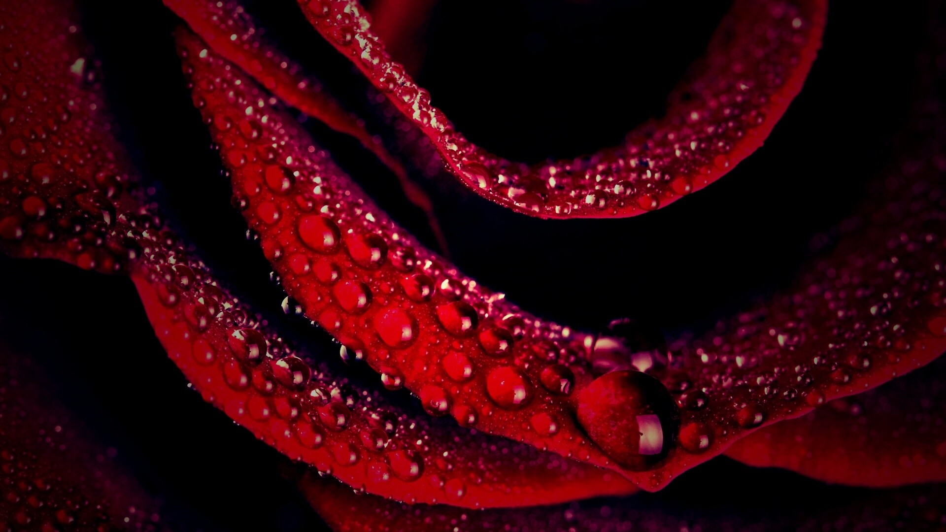 Роза в каплях обои