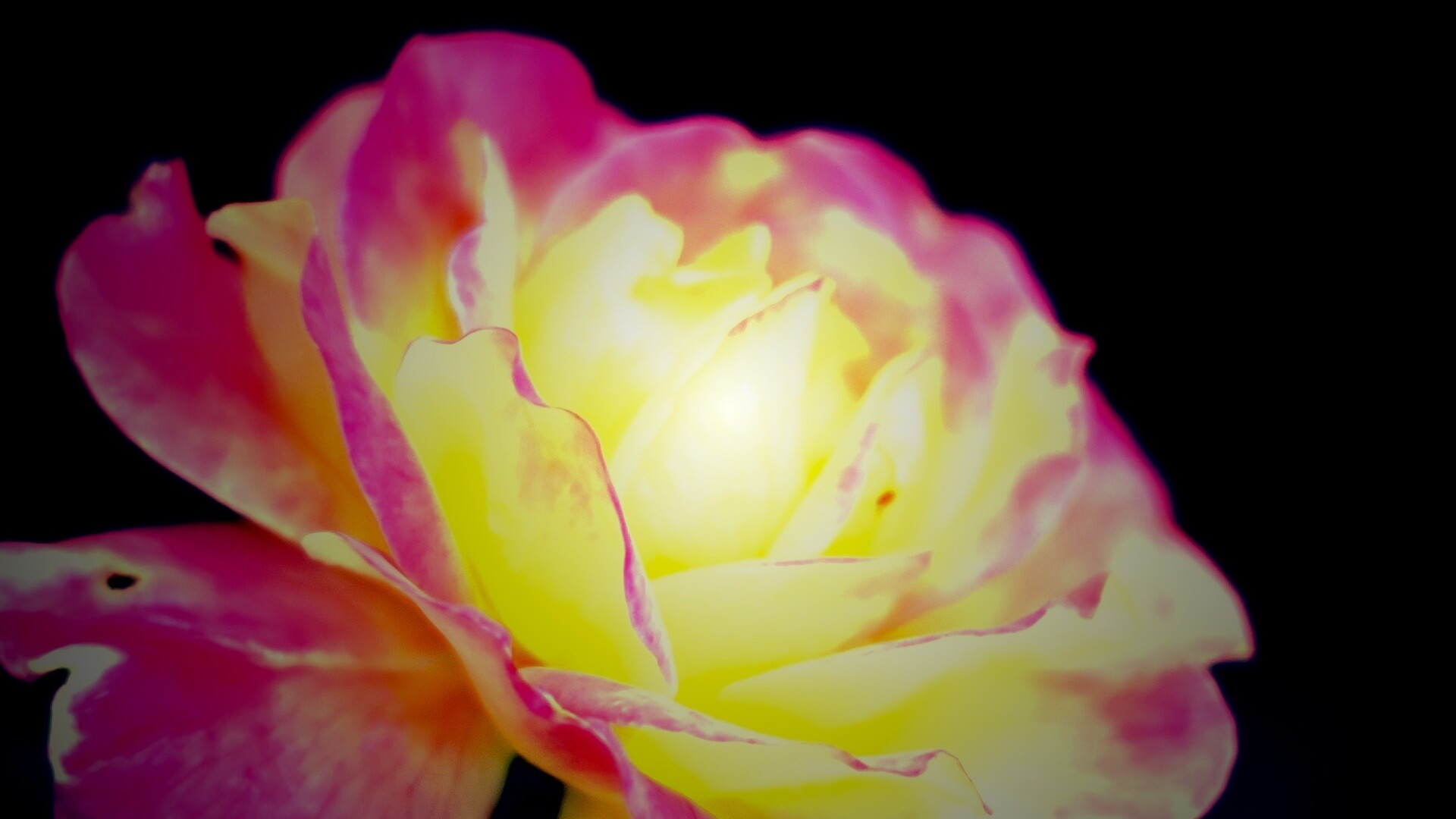 Картинка с нежным розовым цветком обои