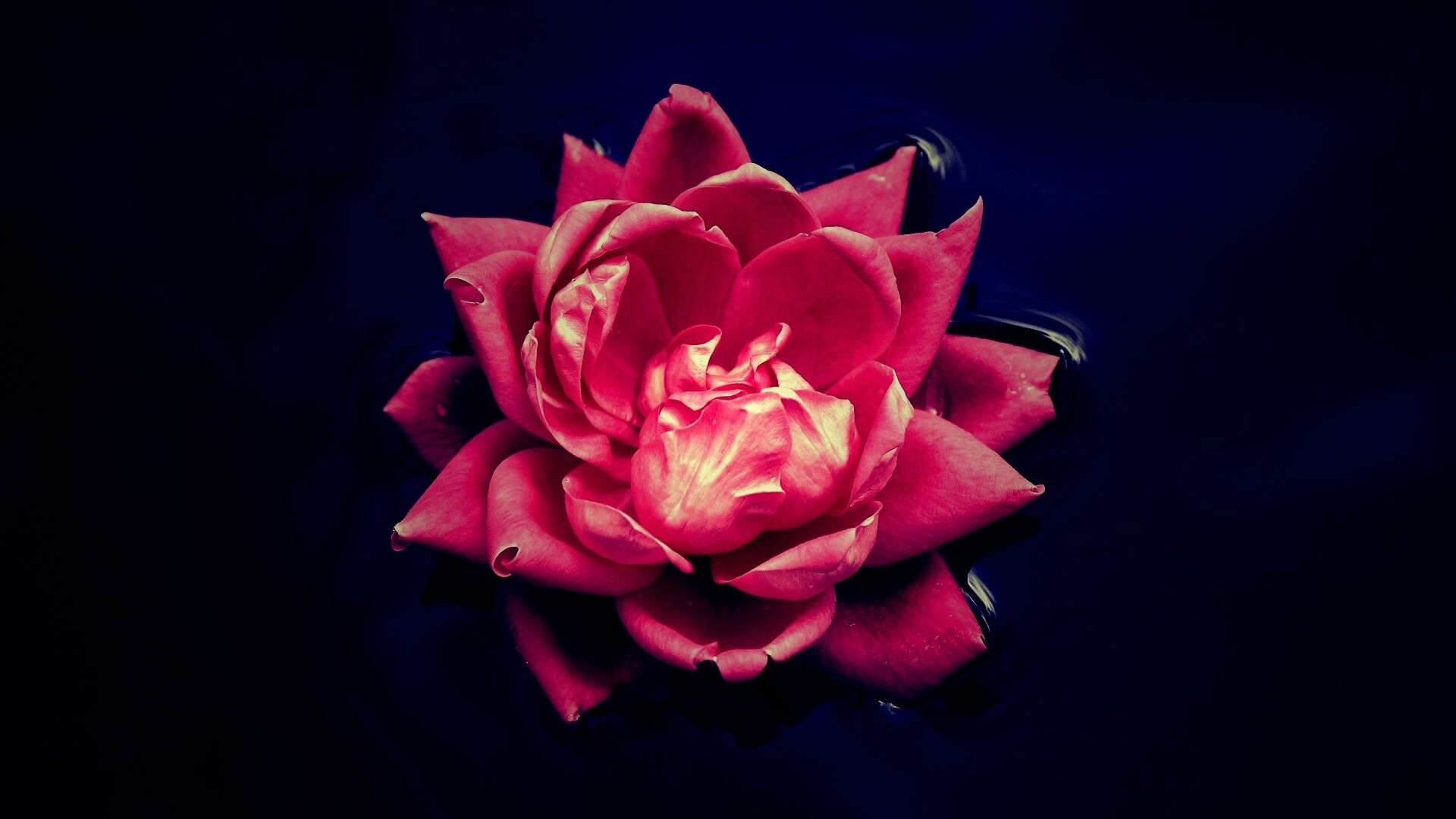 Красивый цветок на воде обои