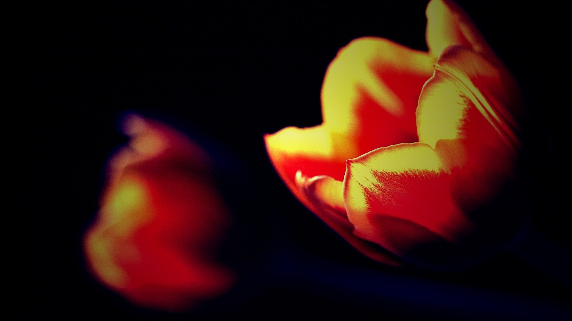 Тюльпаны в темноте обои