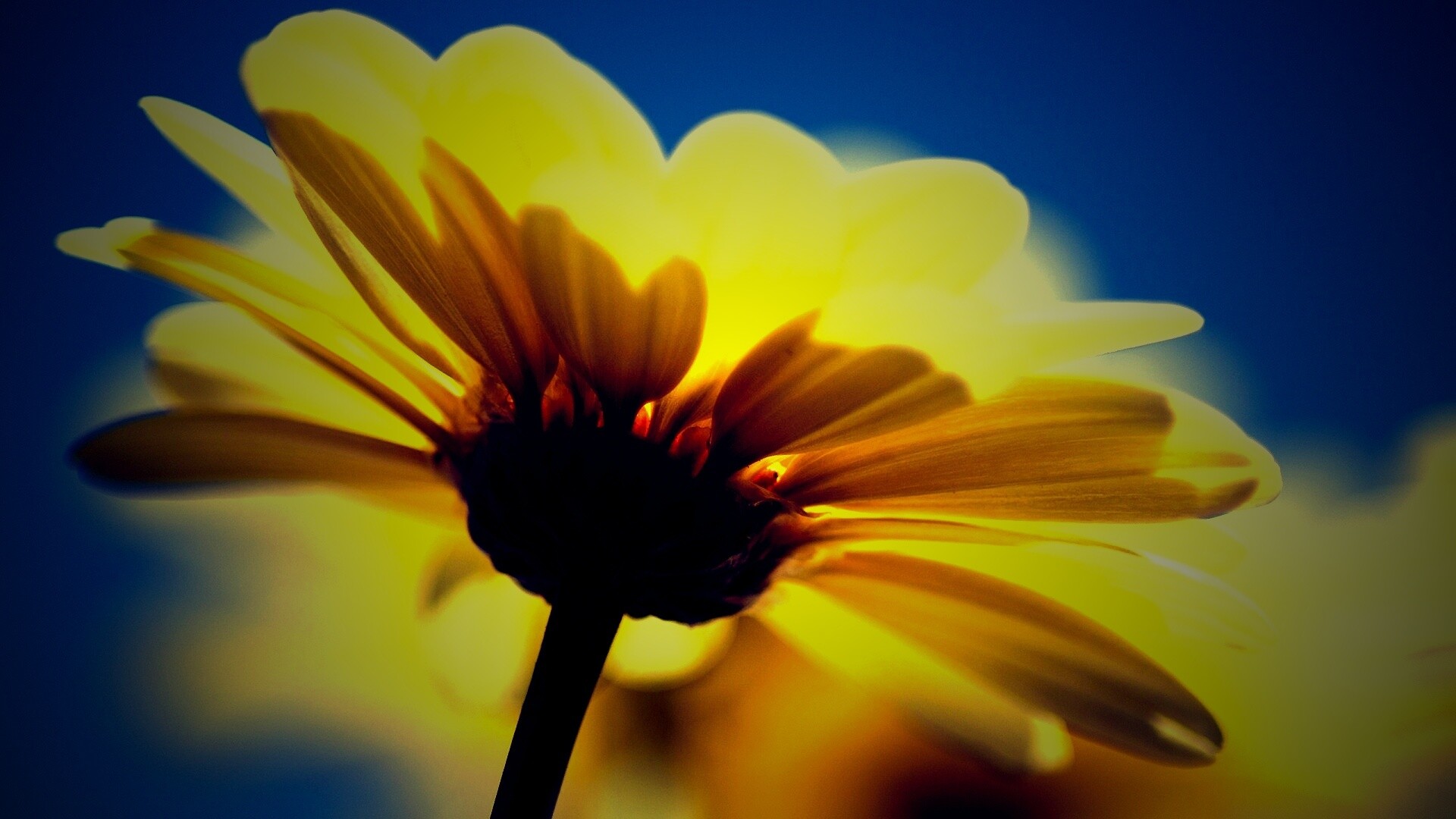 Макро-фото желтого цветка обои